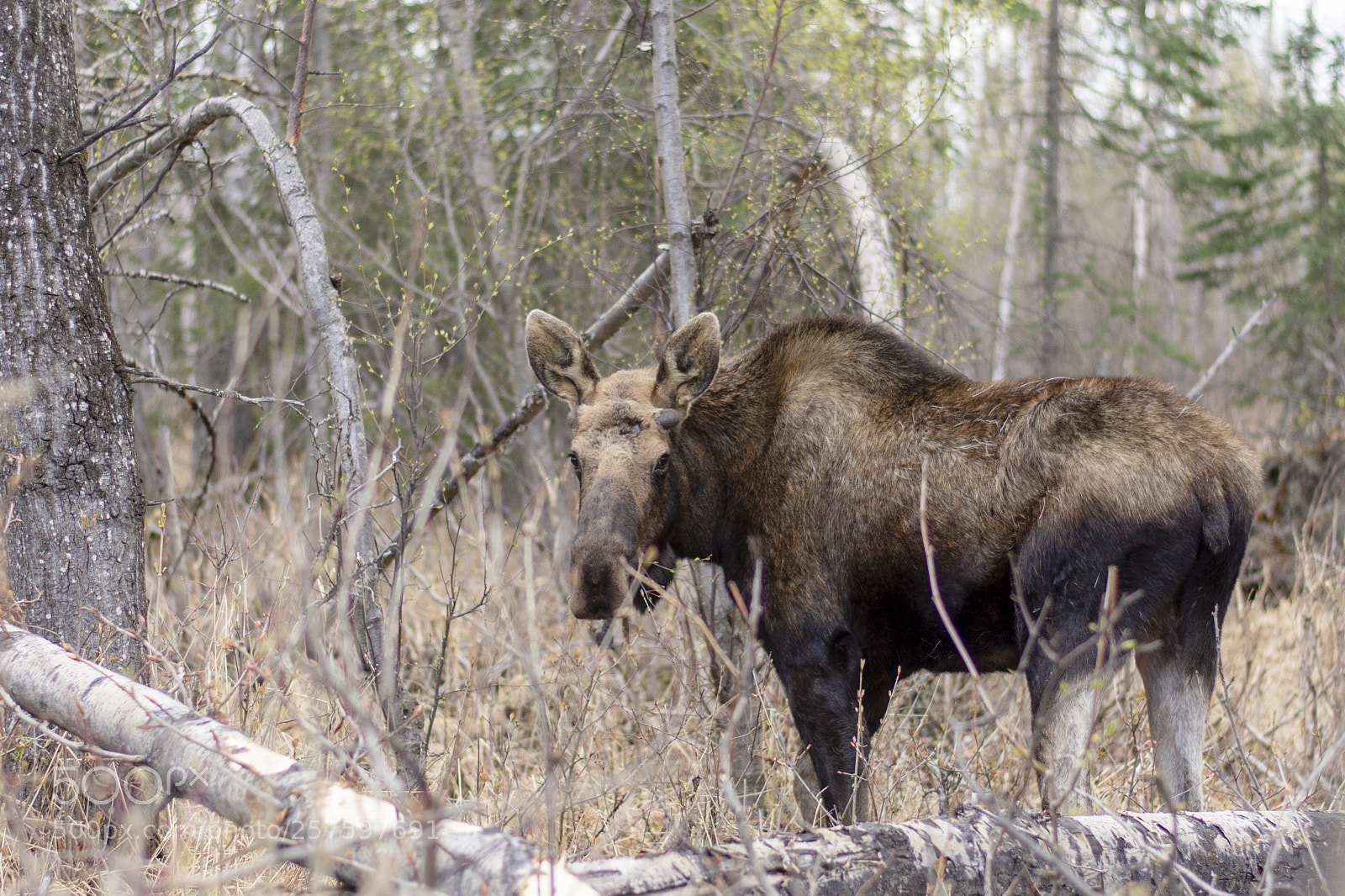 Nikon D7200 sample photo. Spring bull photography