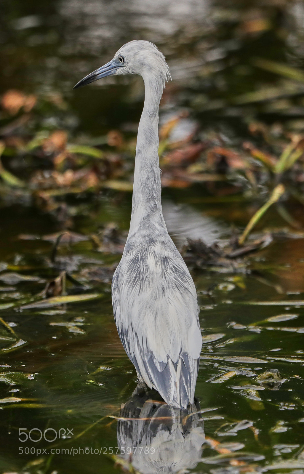 Canon EOS-1D X Mark II sample photo. 05-12-18-0017411.jpg photography