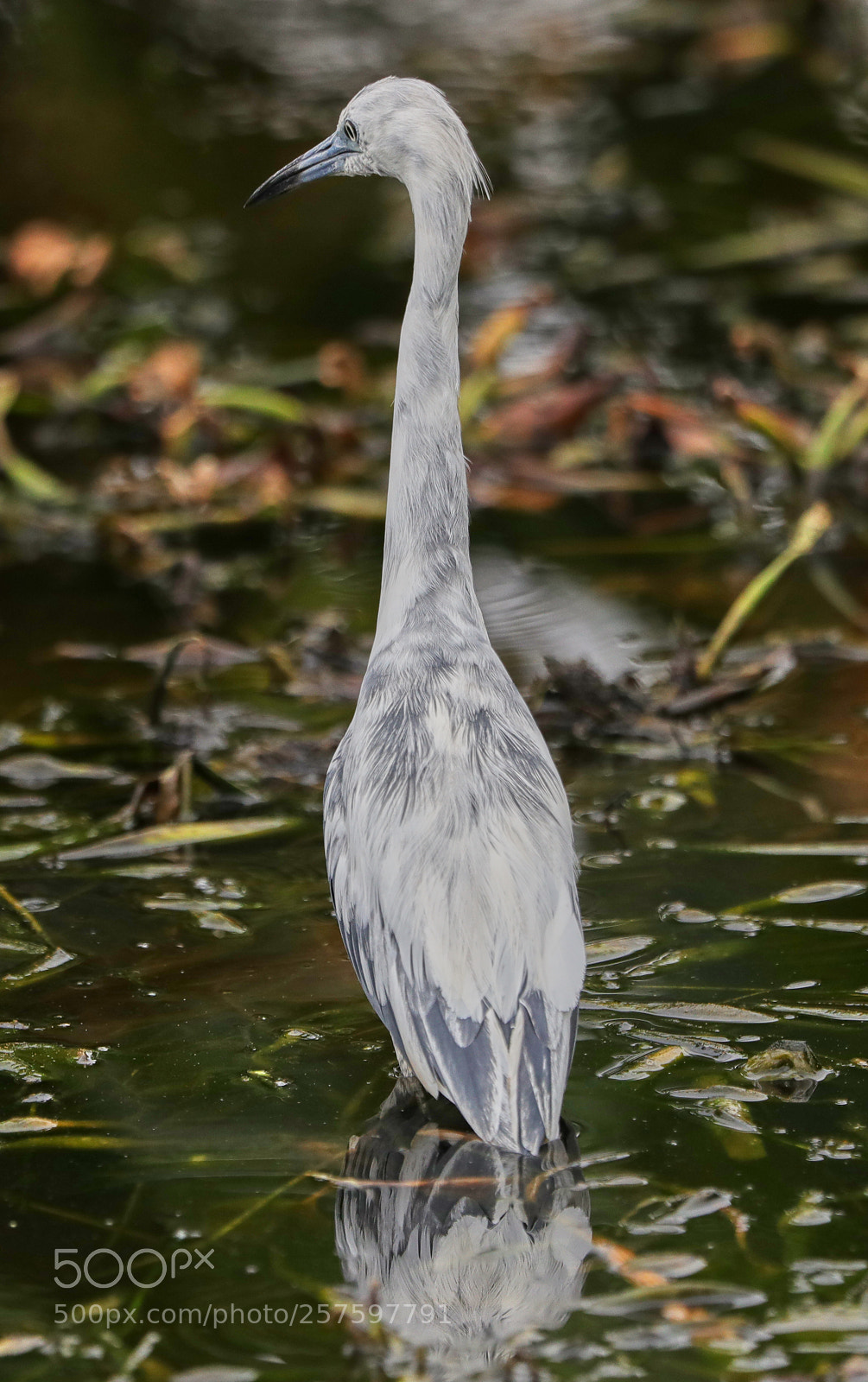 Canon EOS-1D X Mark II sample photo. 05-12-18-0017410.jpg photography