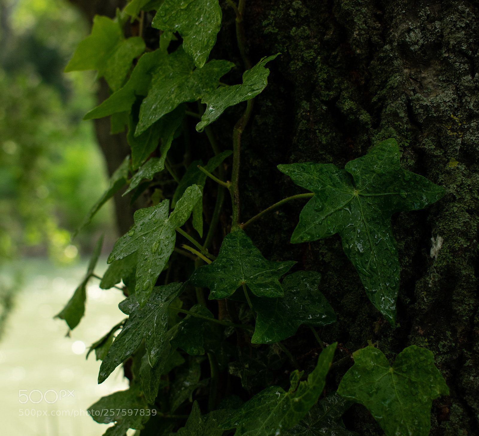 Nikon D3300 sample photo. Nature's laws photography