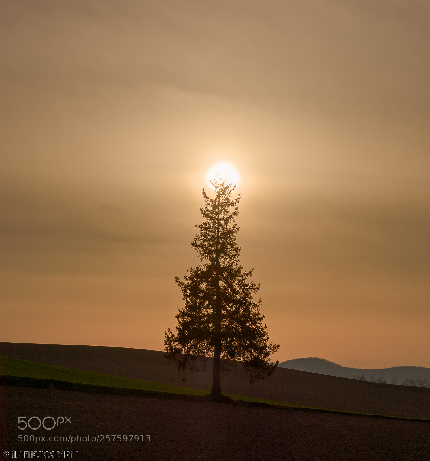 Nikon D810 sample photo. A tree photography