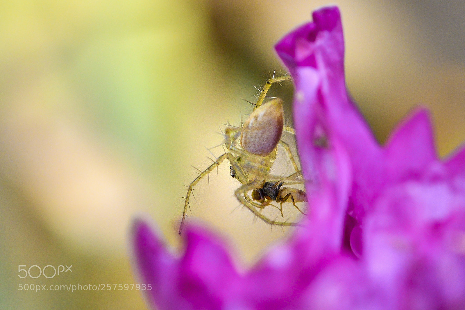 Nikon D500 sample photo. Silent killer photography