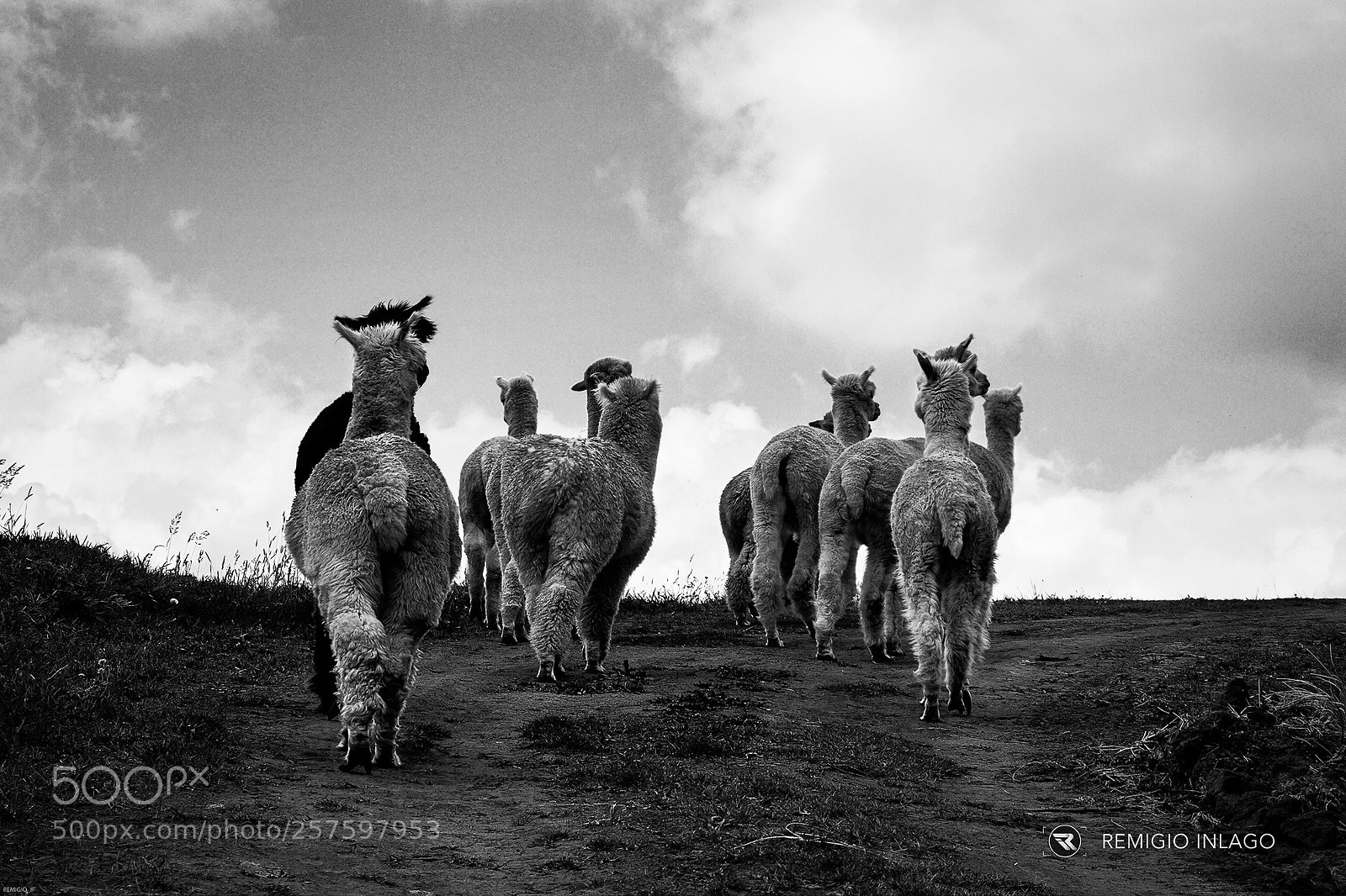 Canon EOS 7D sample photo. Alpacas photography