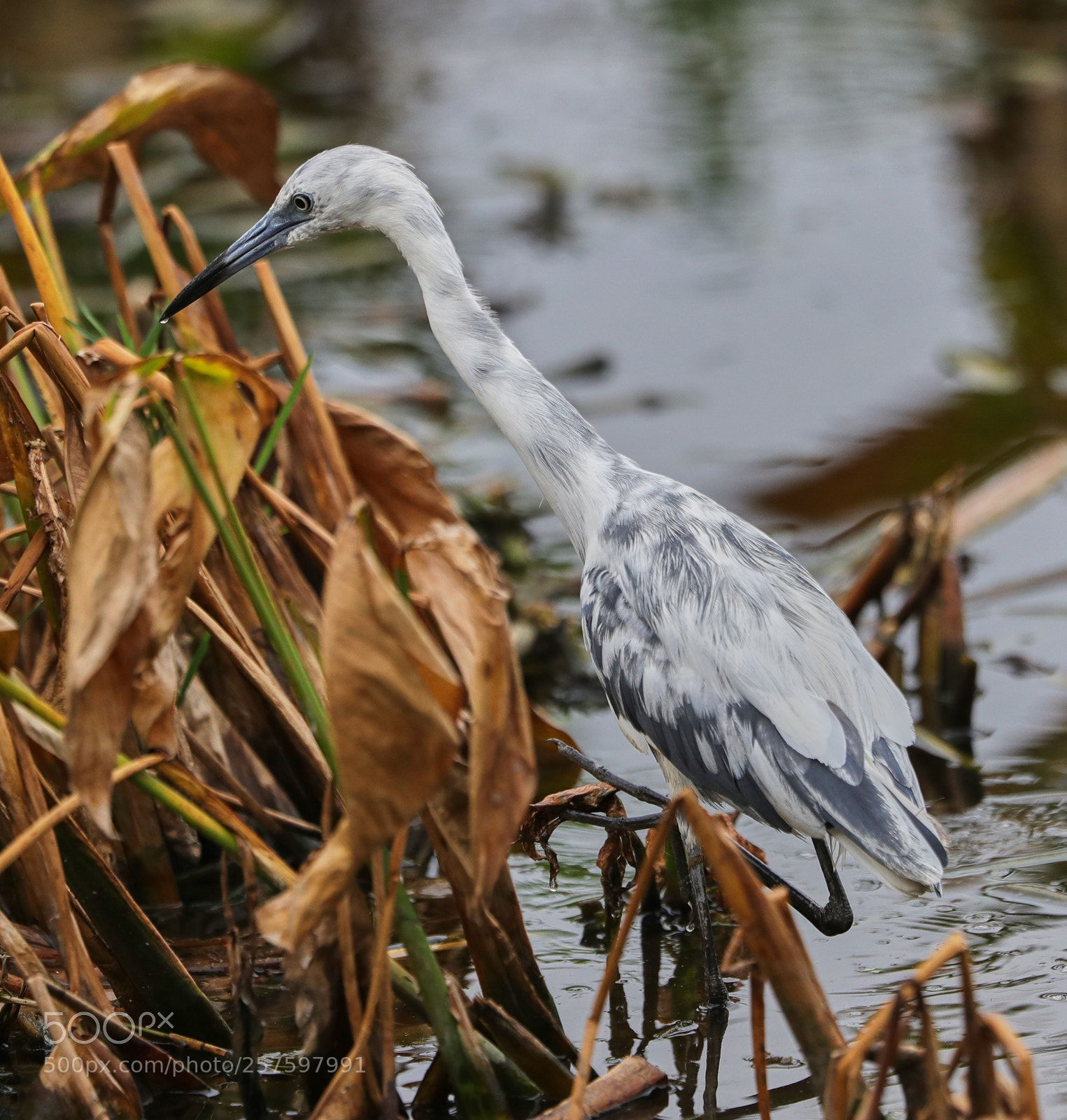 Canon EOS-1D X Mark II sample photo. 05-12-18-0017402.jpg photography