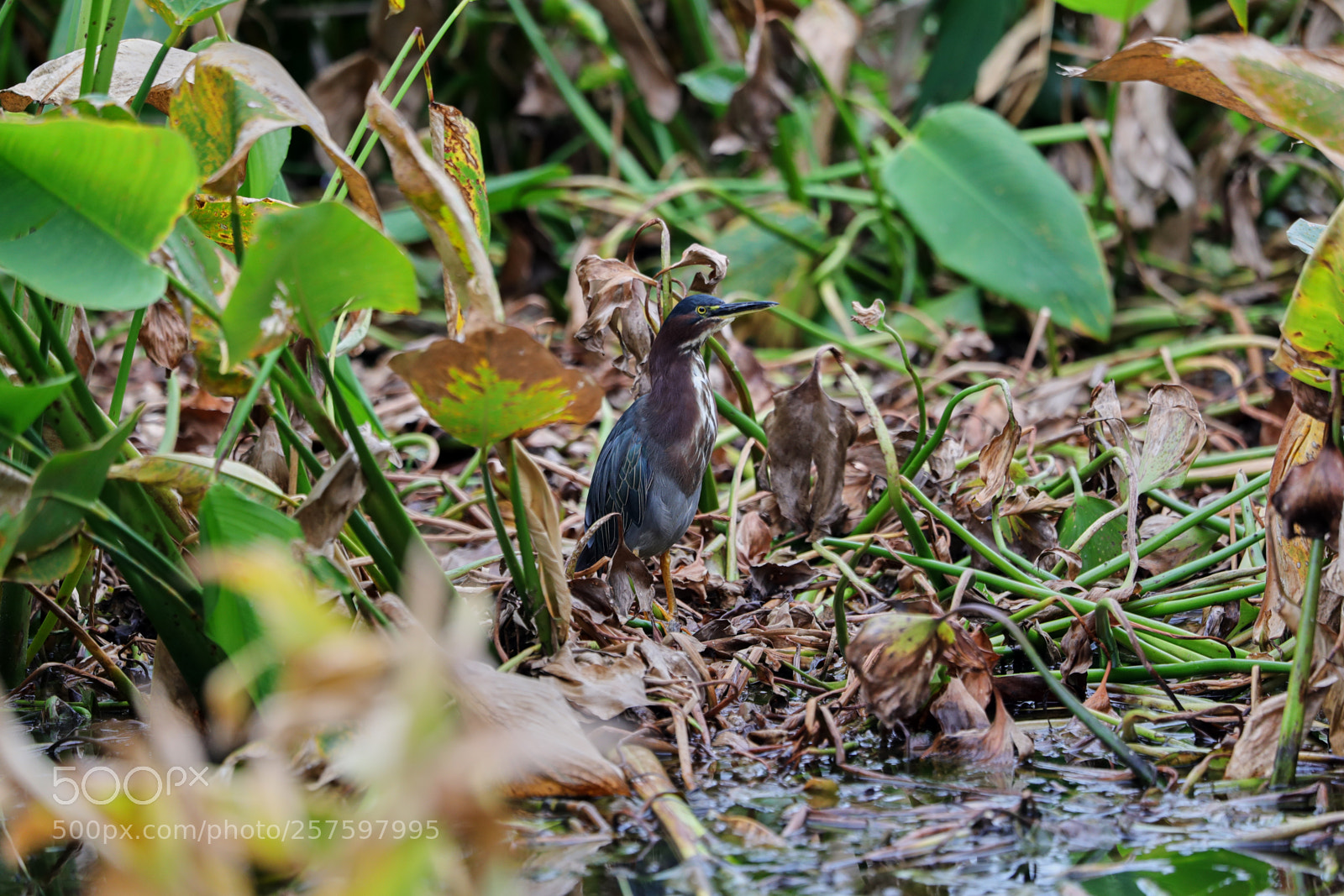 Canon EOS-1D X Mark II sample photo. 05-12-18-0017400.jpg photography