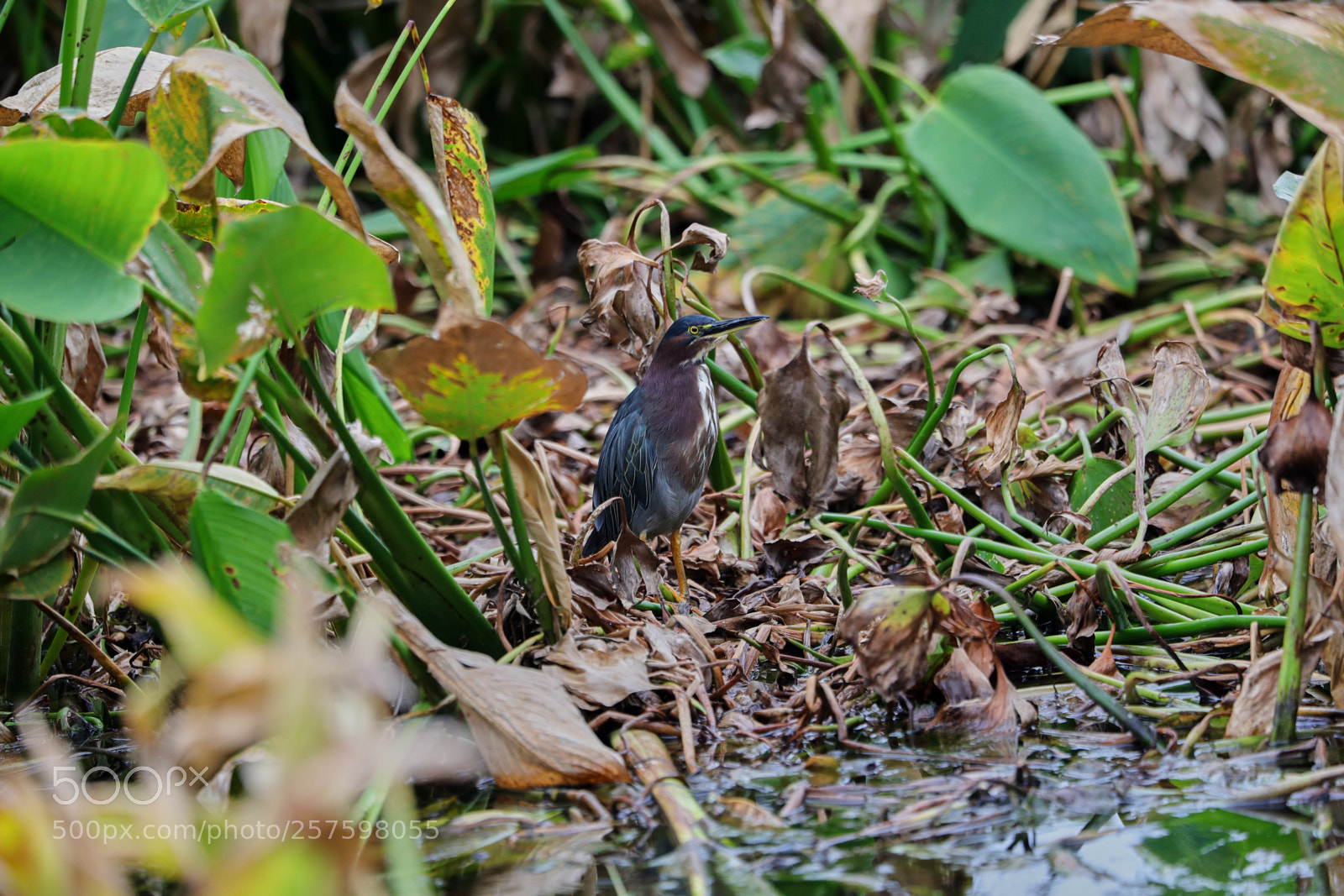 Canon EOS-1D X Mark II sample photo. 05-12-18-0017396.jpg photography
