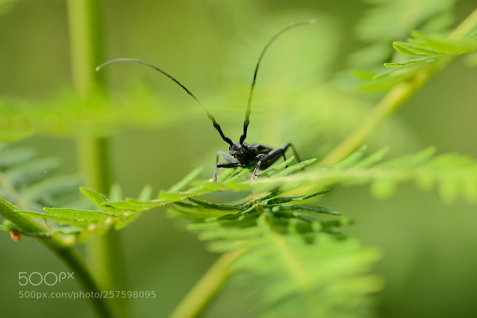 Nikon D5500 sample photo. Cerambyx cerdo photography
