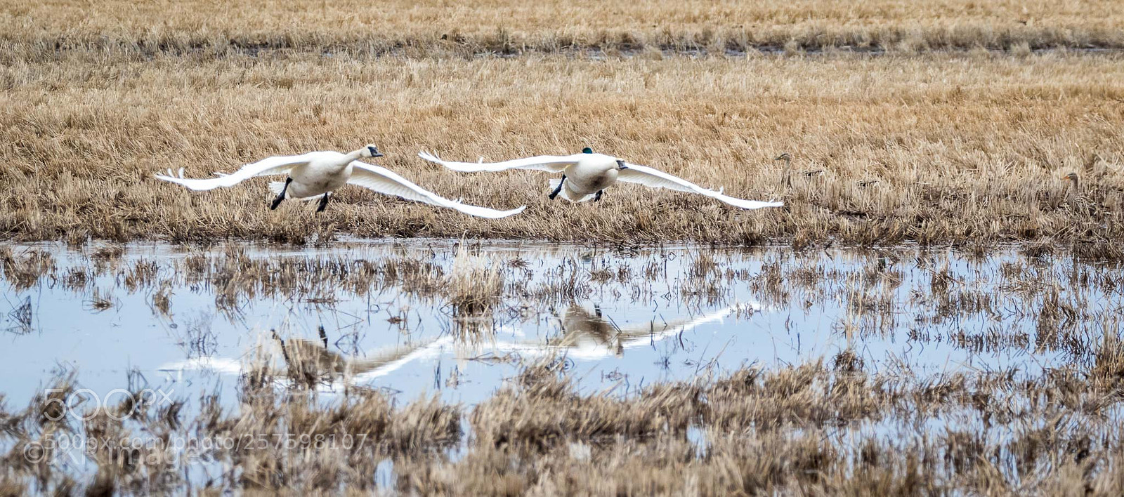 Canon EOS 7D Mark II sample photo. Lift off reflection photography