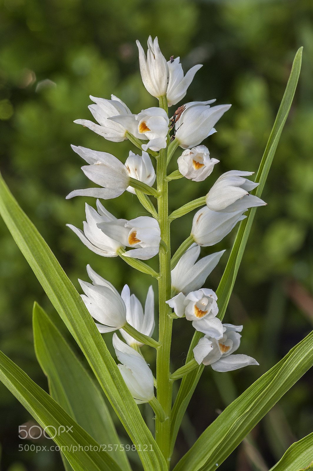Nikon D700 sample photo. Cephalanthera longifolia photography