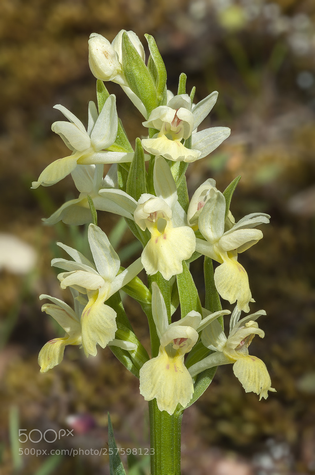 Nikon D700 sample photo. Dactylorhiza insularis photography