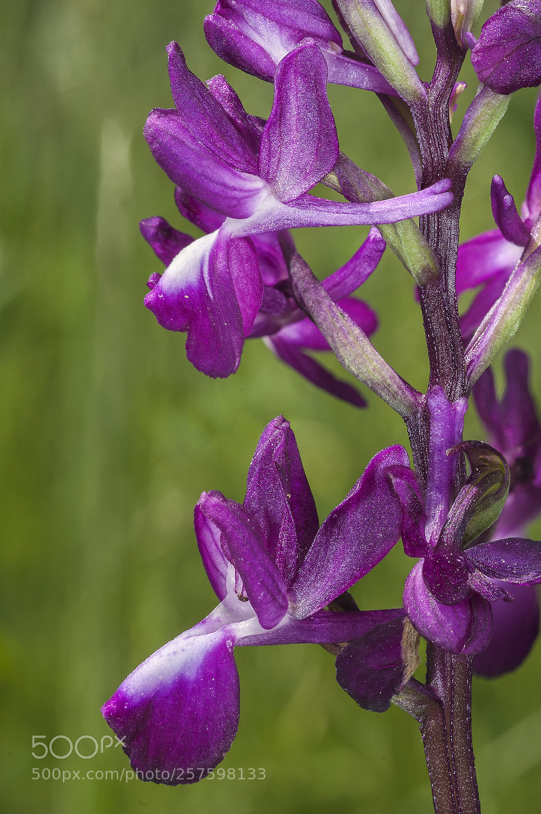 Nikon D700 sample photo. Orchis laxiflora () photography