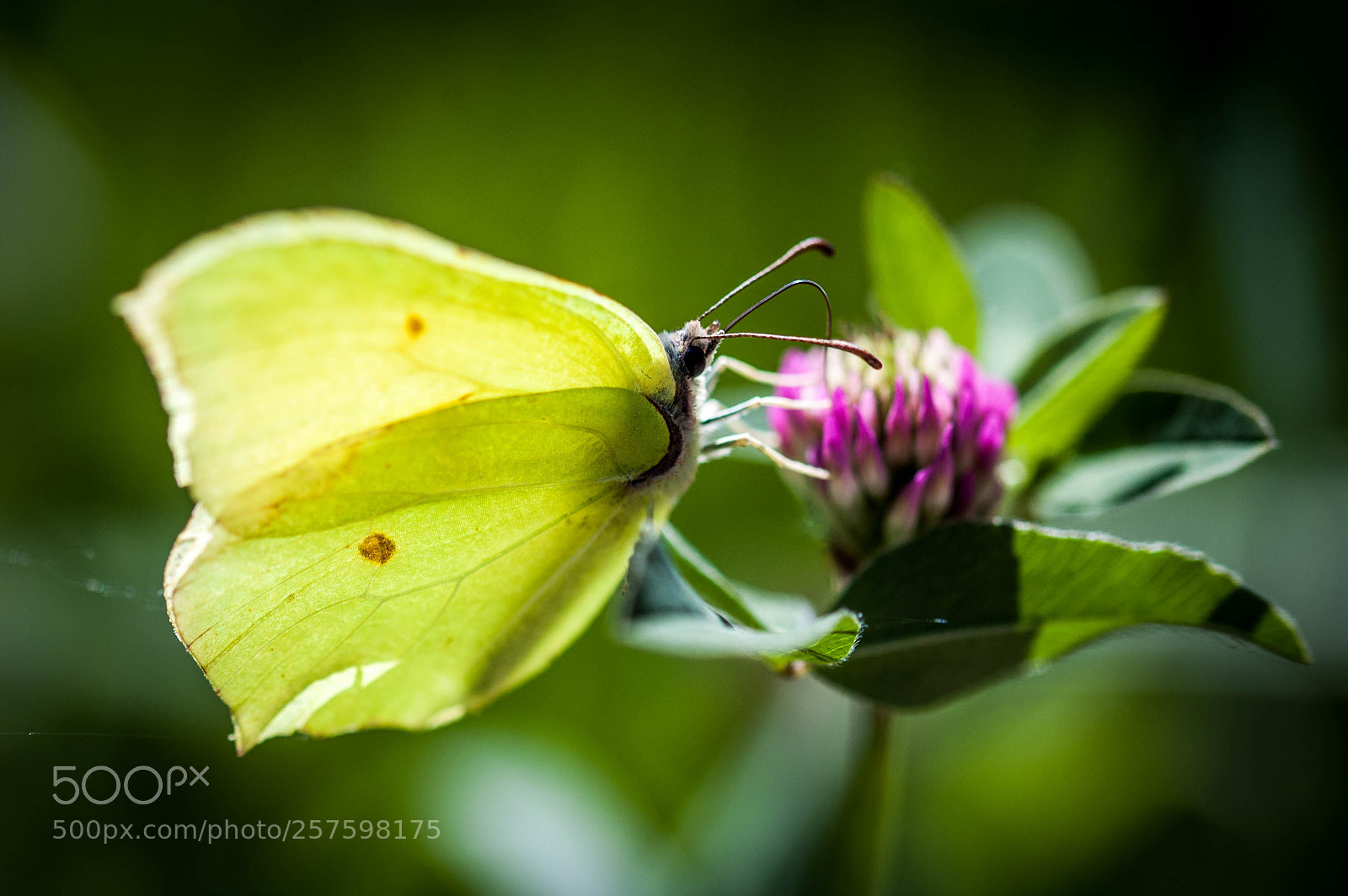 Nikon D50 sample photo. Papillon feuille photography
