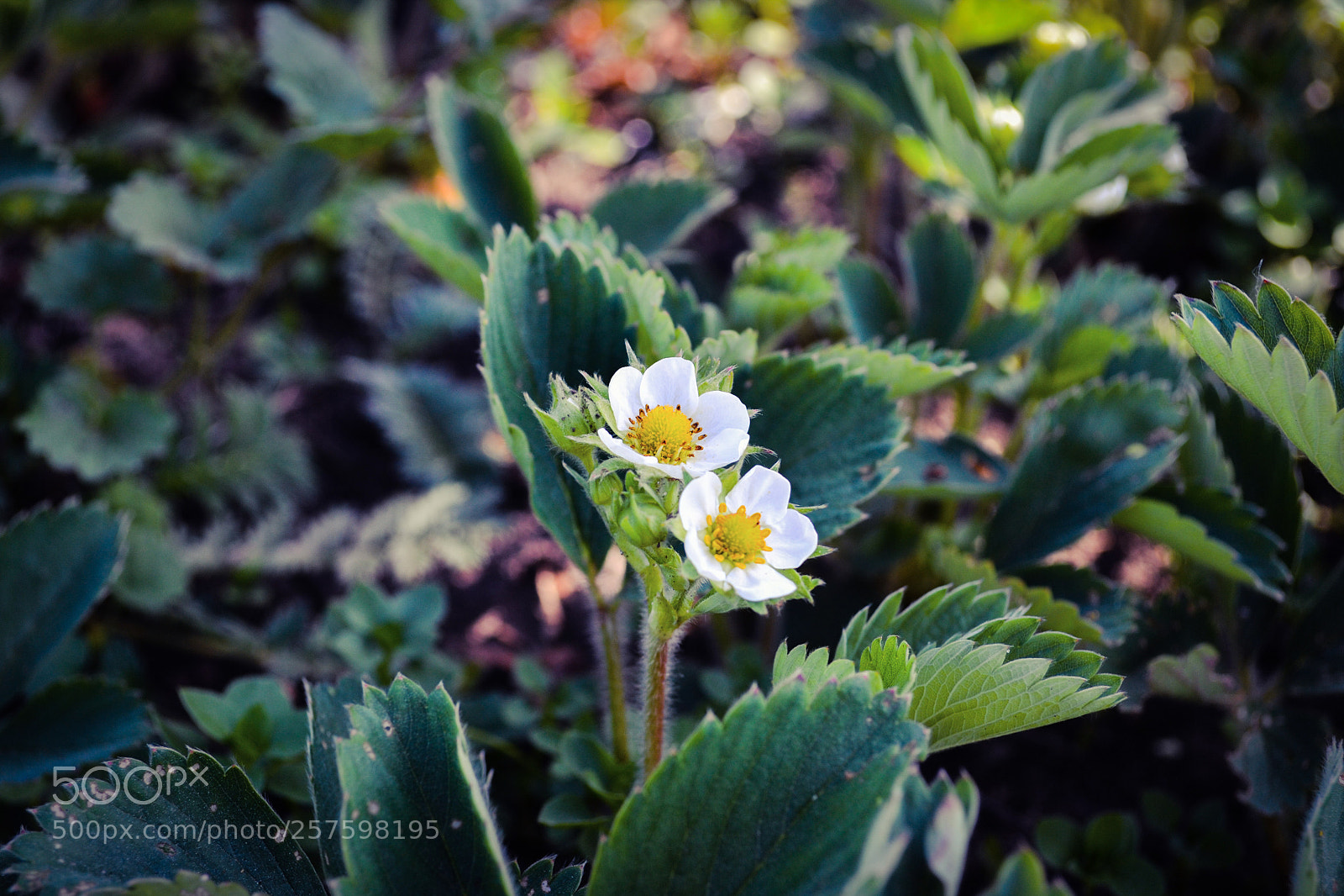 Nikon D3100 sample photo. Strawberry leaves and flowers photography