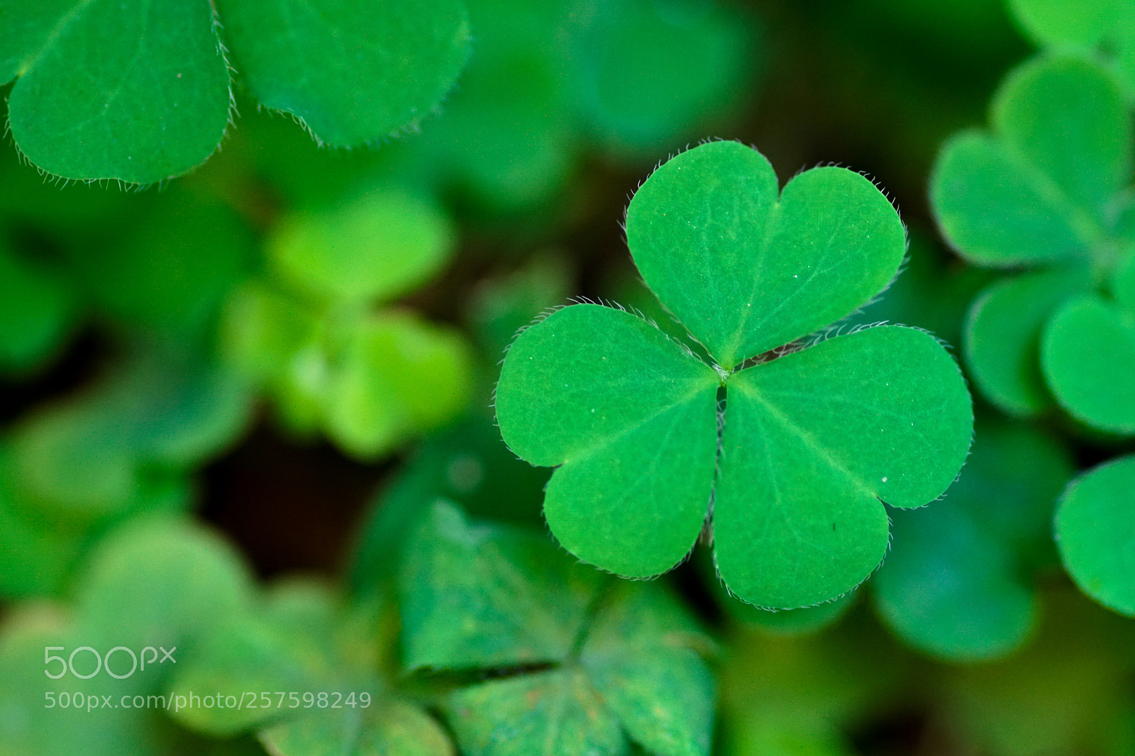 Sony a6300 sample photo. Lucky emblem photography