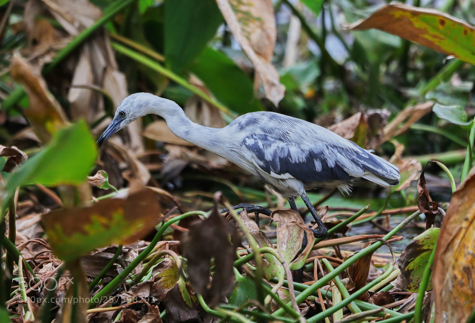 Canon EOS-1D X Mark II sample photo. 05-12-18-0017386.jpg photography