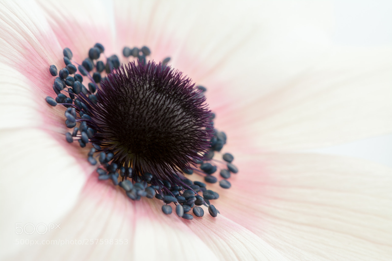 Nikon D7100 sample photo. In the heart photography