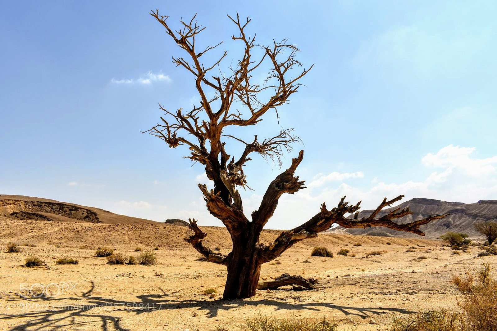 Nikon D3400 sample photo. Lone tree photography