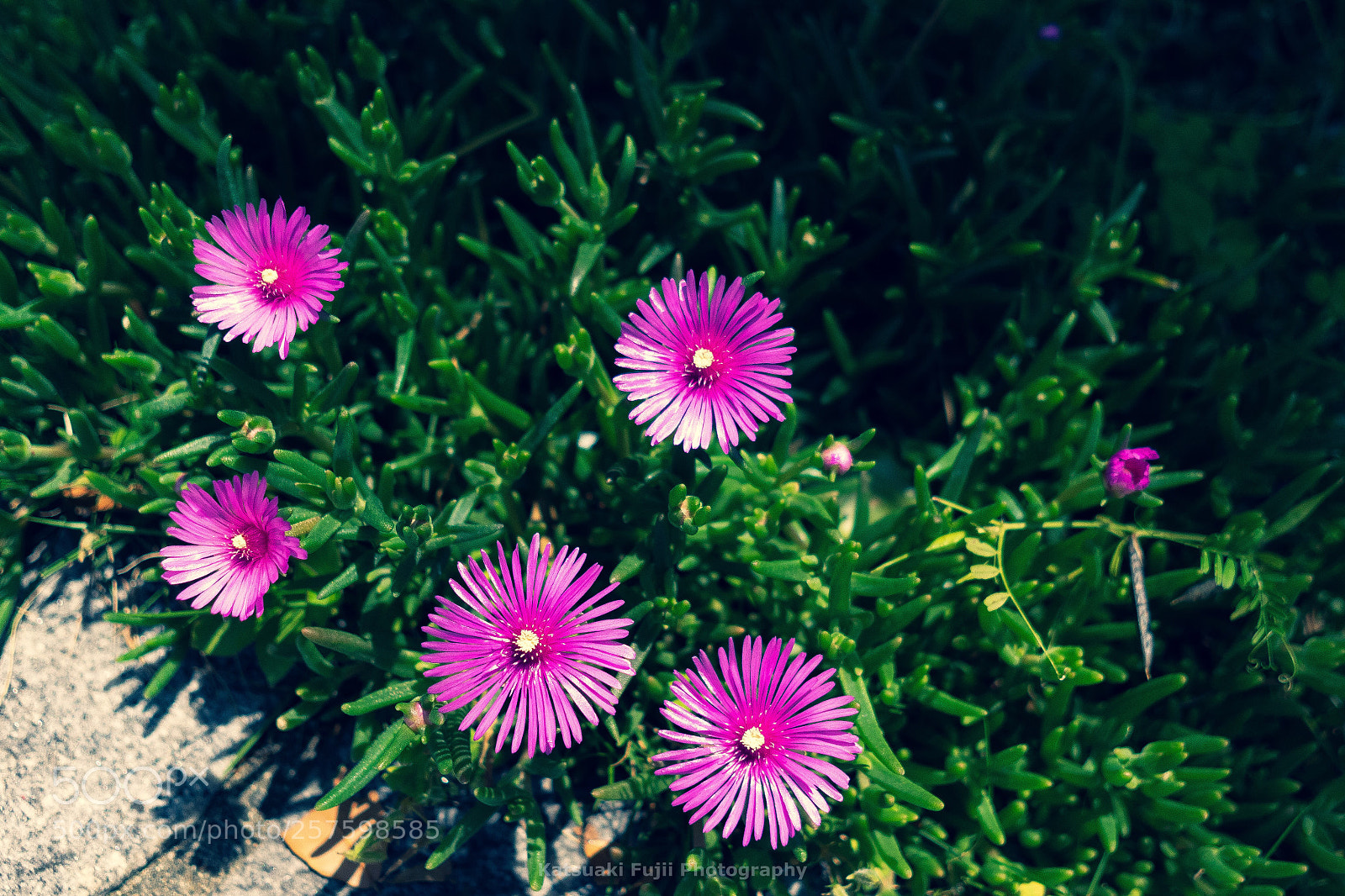Olympus OM-D E-M1 sample photo. Vivid photography