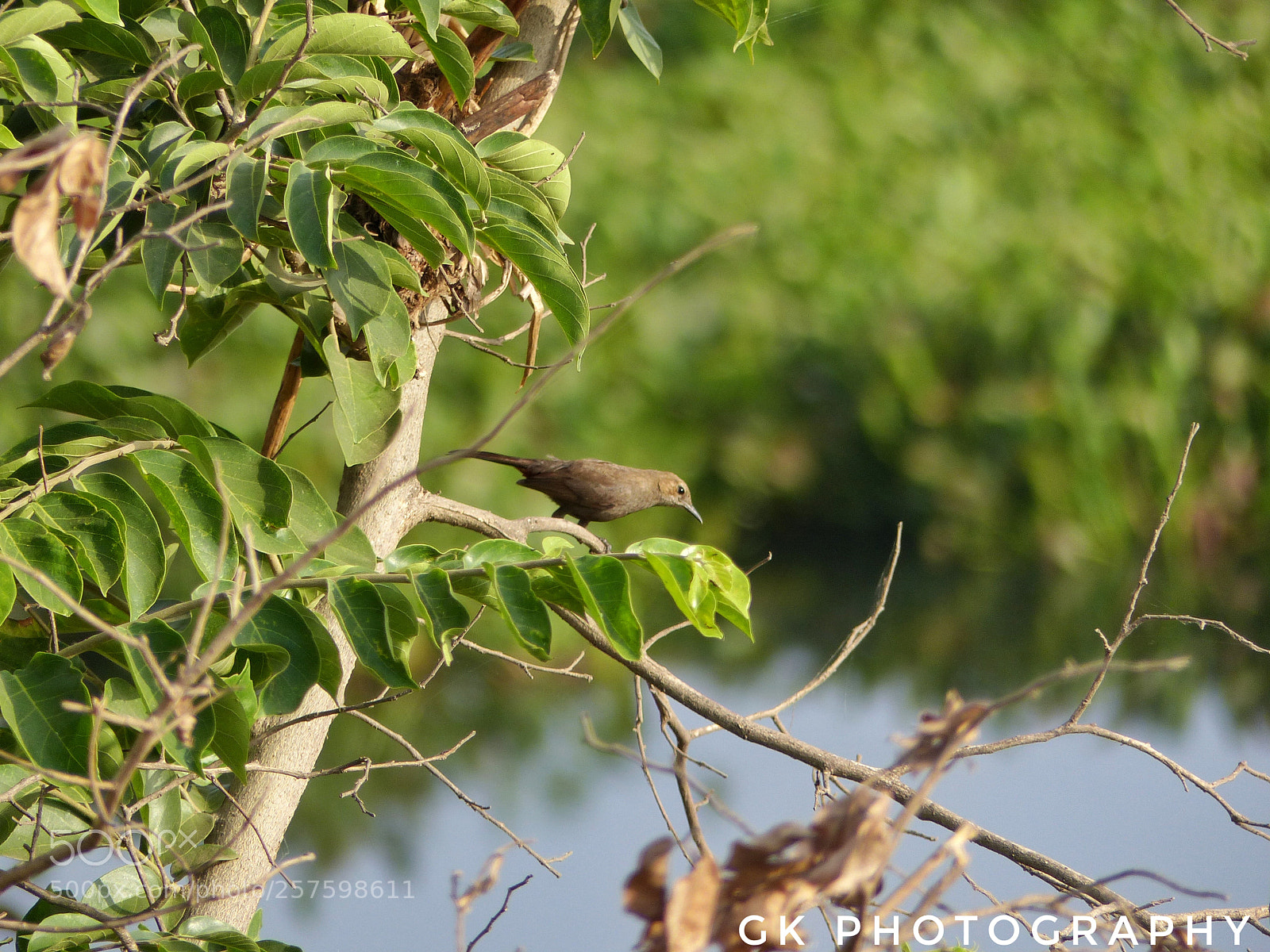 Panasonic Lumix DMC-FZ200 sample photo. Tiny bird photography