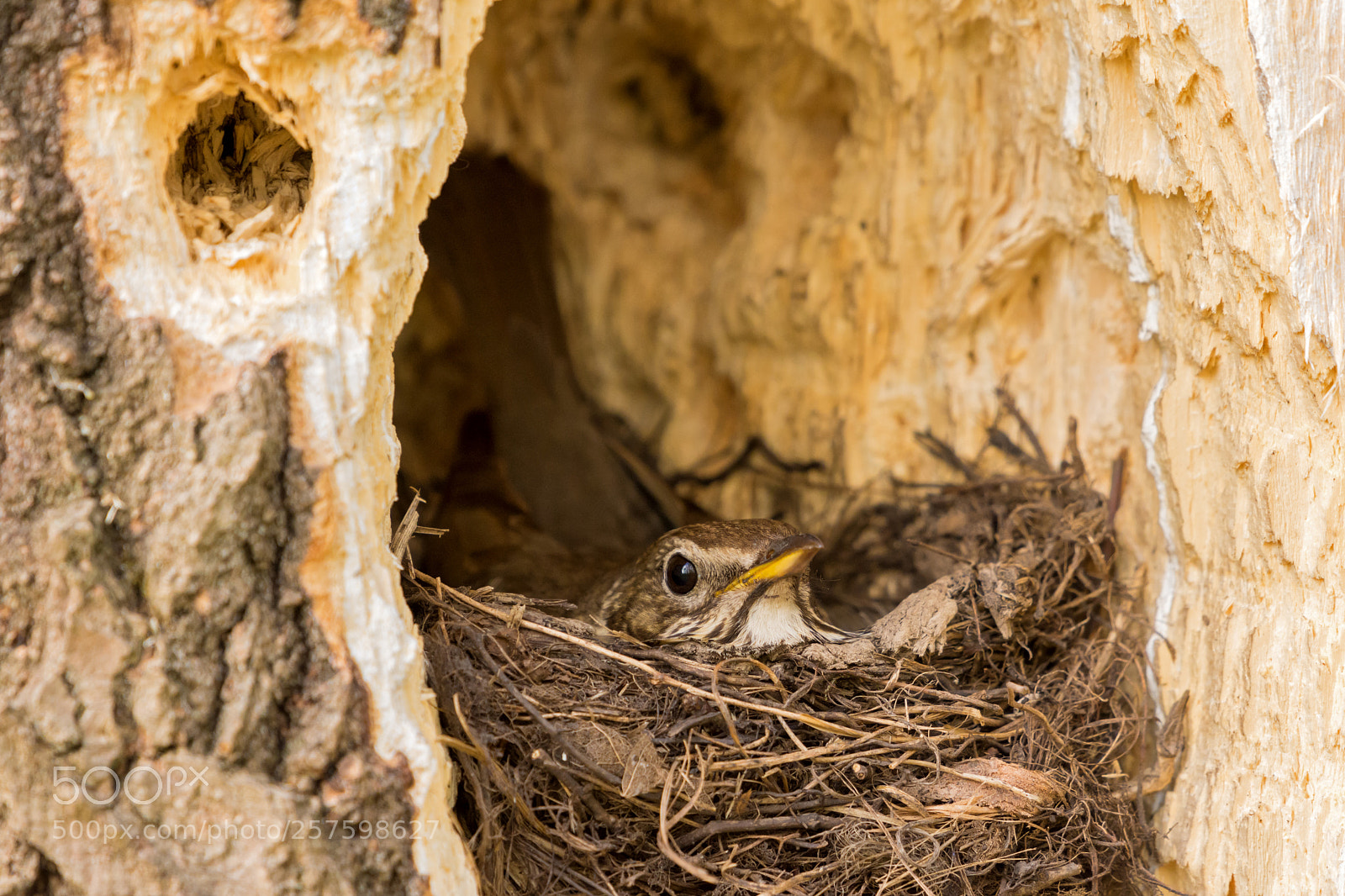Nikon D7200 sample photo. On the nest photography