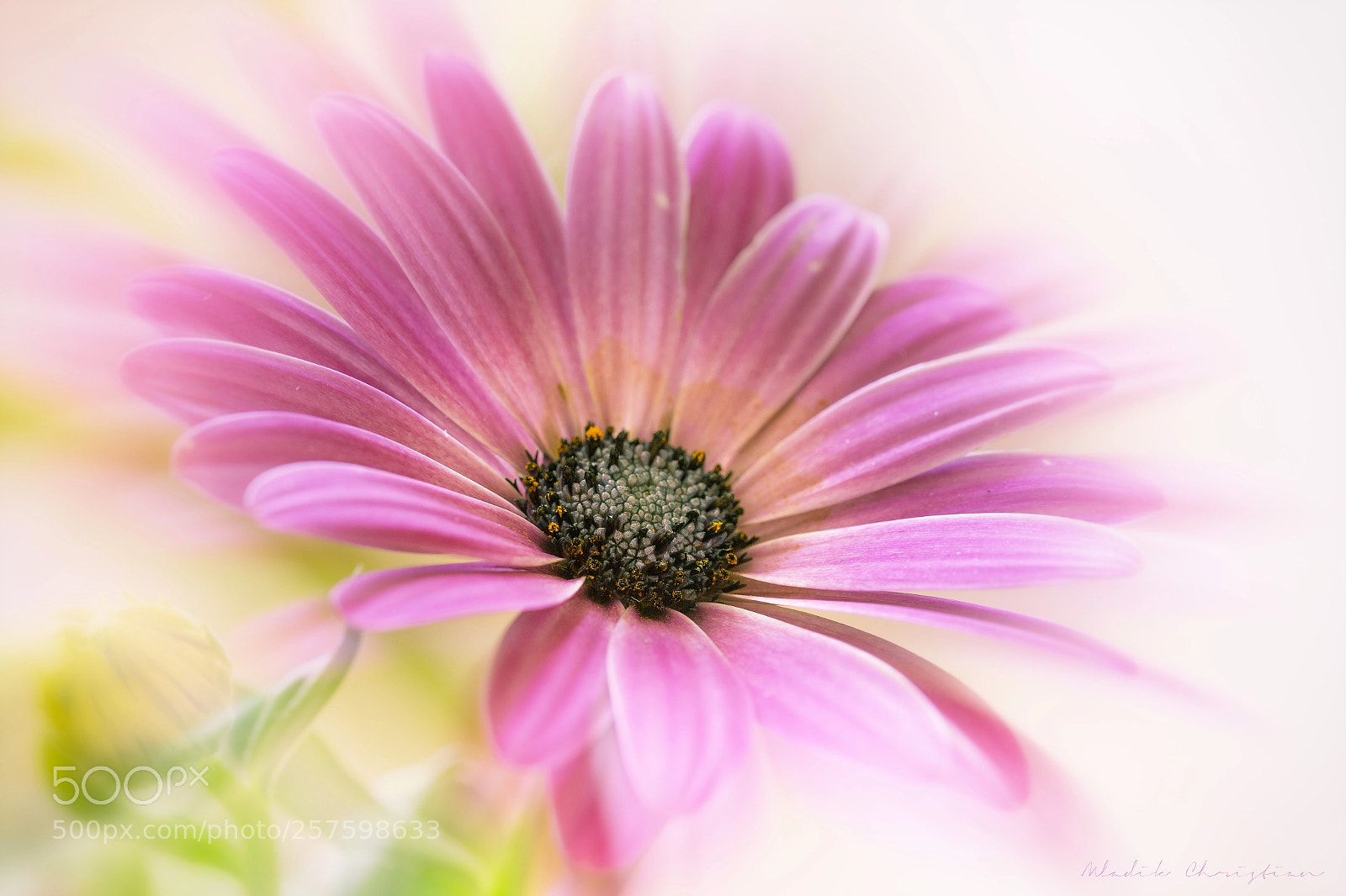 Canon EOS 6D sample photo. Flo 2 photography