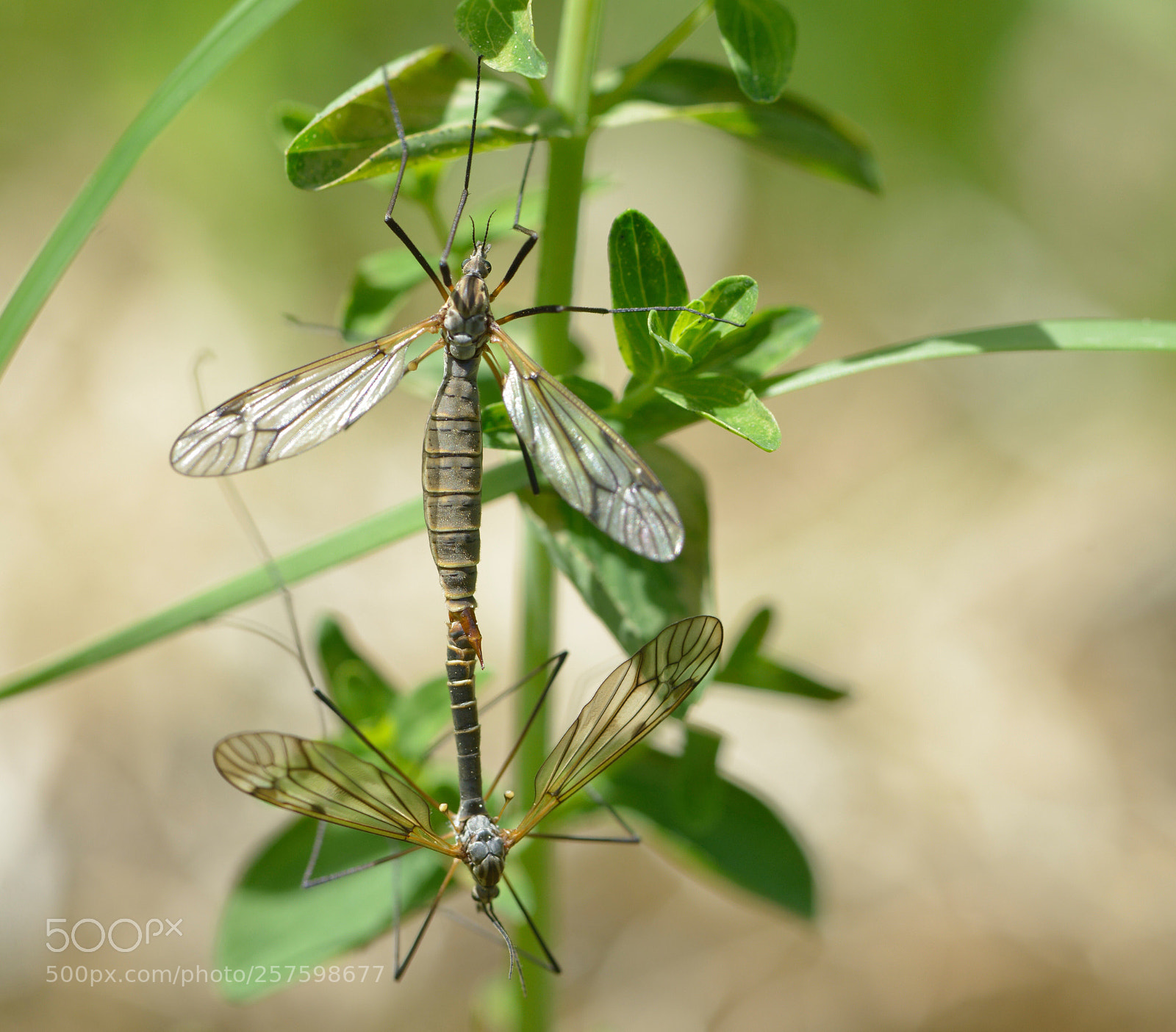 Nikon D800 sample photo. In the garden photography