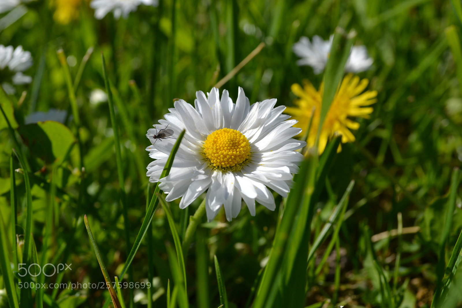 Nikon D3100 sample photo. Chamomile photography