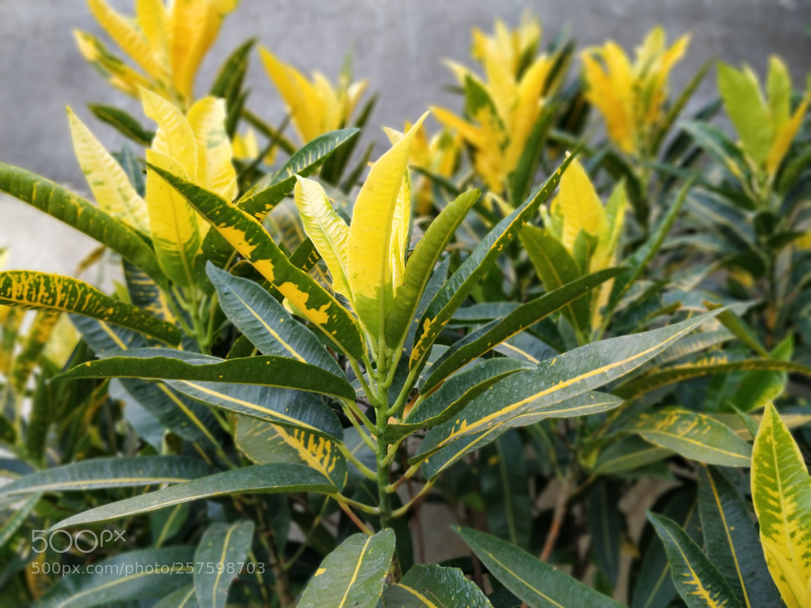 OnePlus 5T sample photo. Bokeh photography