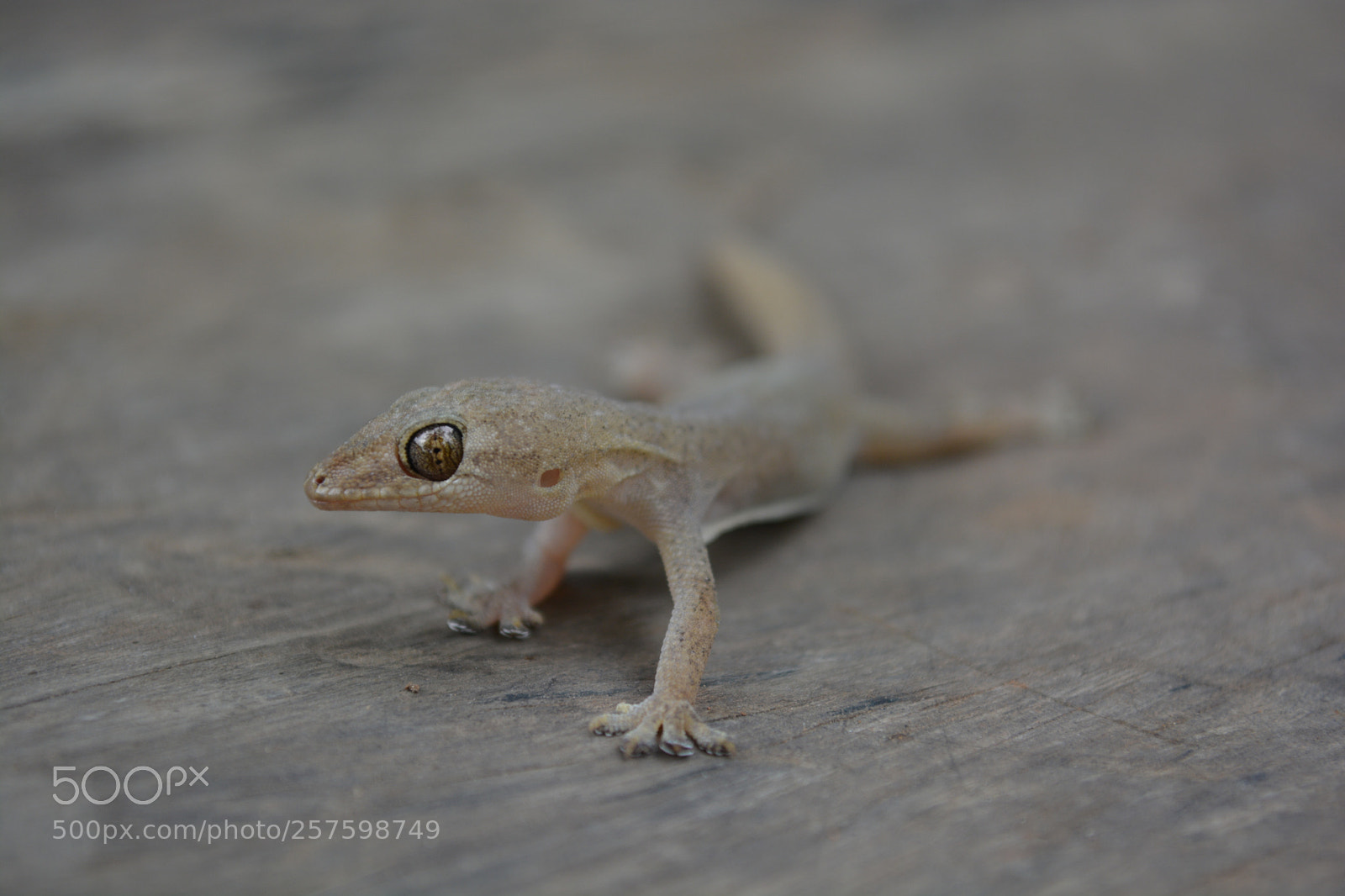 Nikon D5200 sample photo. Lizards. photography