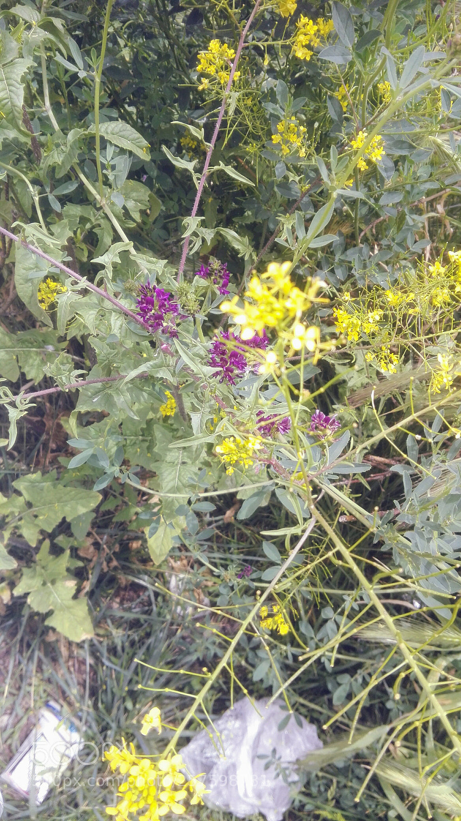 HUAWEI P8 Lite sample photo. Wild and mild flowers photography
