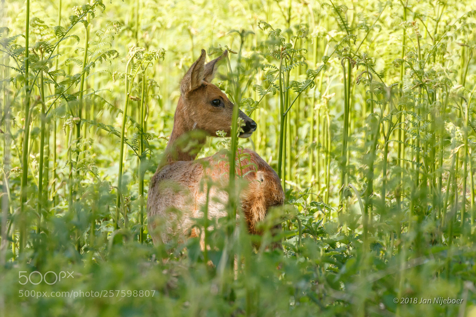 Canon EOS 7D Mark II sample photo. Roe deer photography