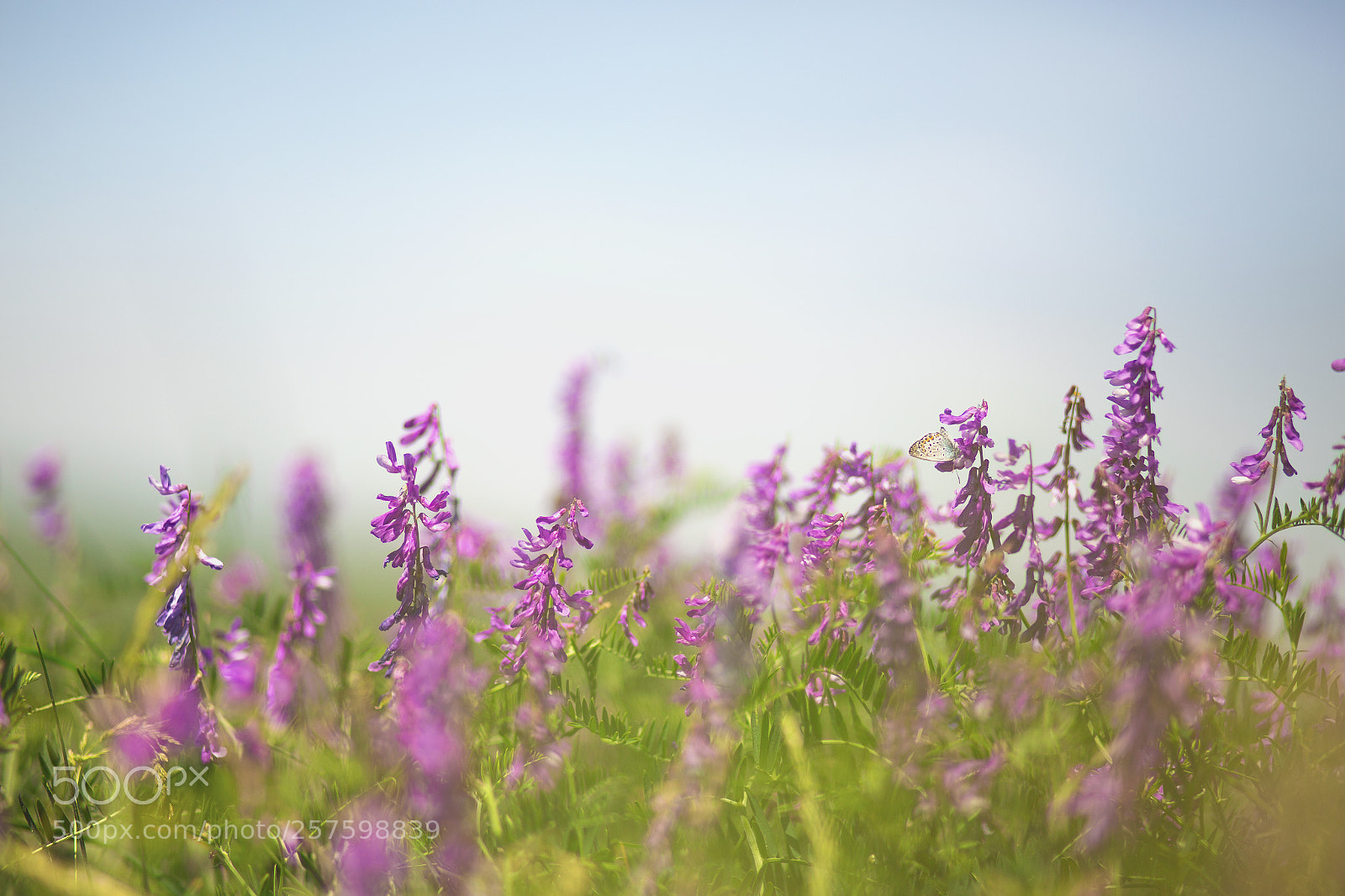 Canon EOS 6D sample photo. Untitled photography