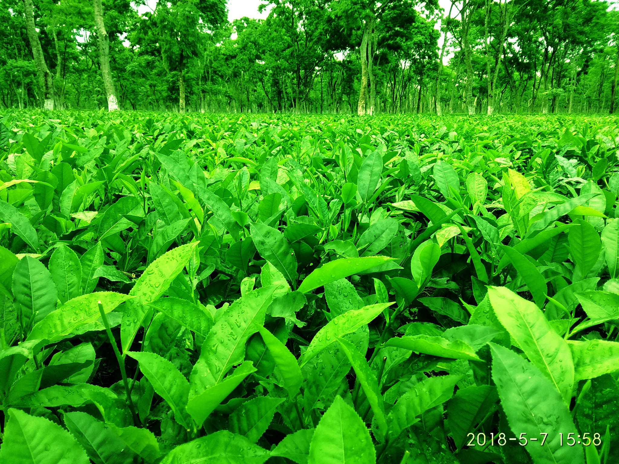Xiaomi Redmi Note 5A sample photo. Picsart photography