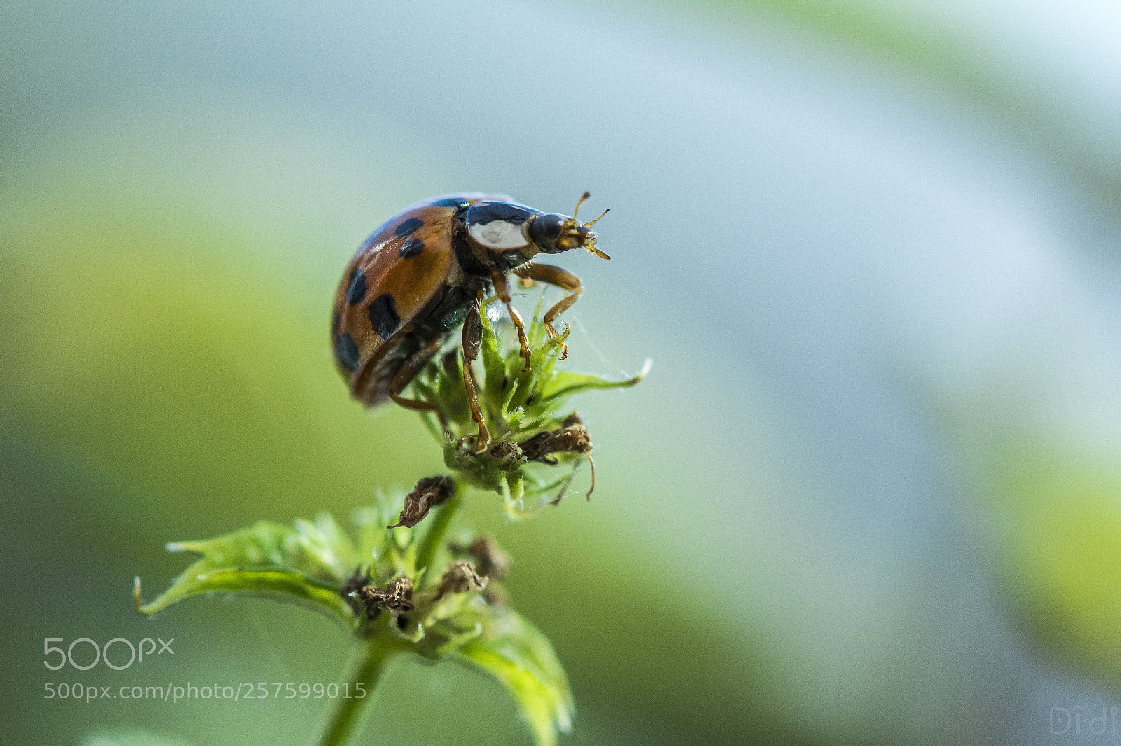 Nikon D7100 sample photo. Ladybug preparing for flight photography