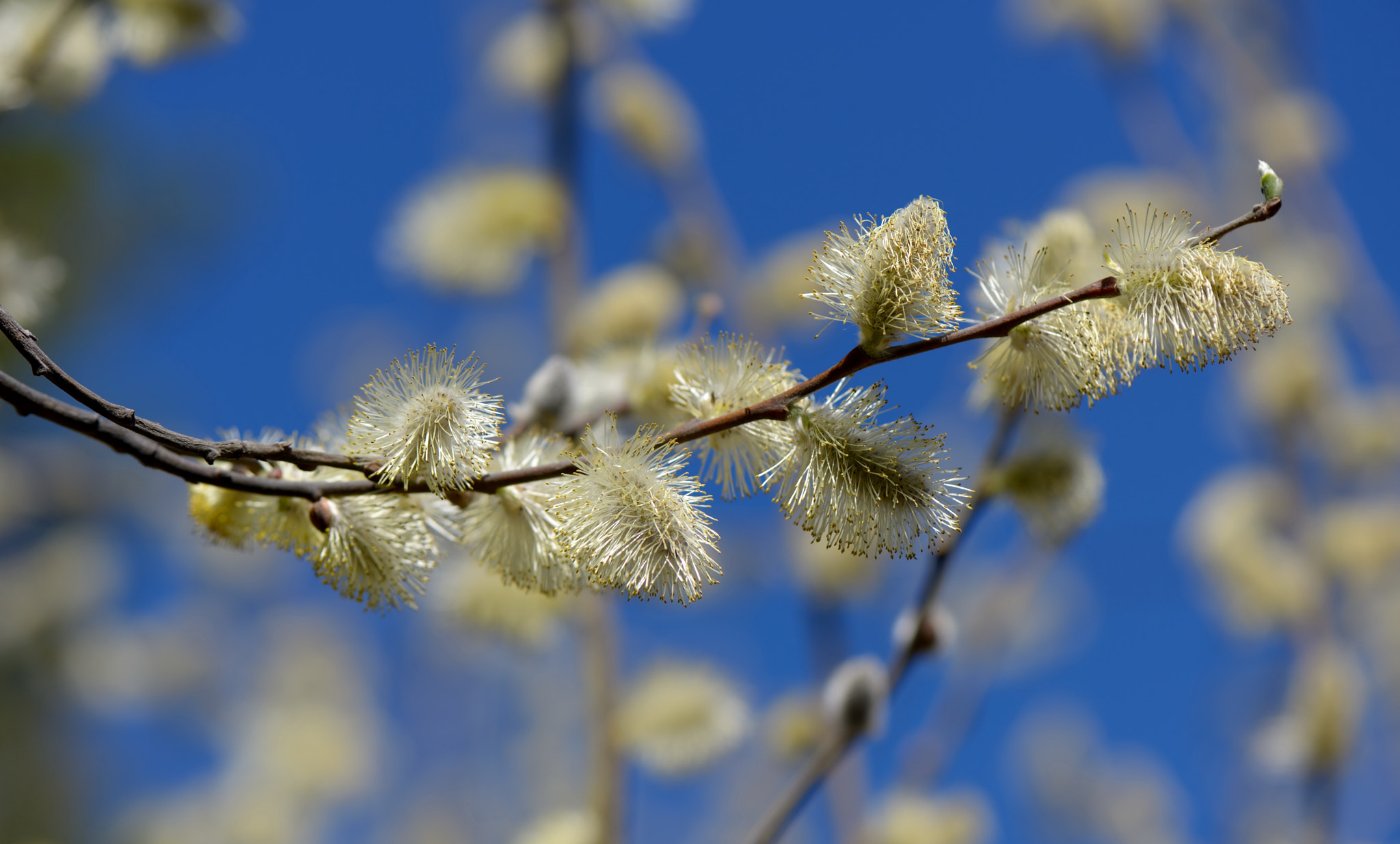 Nikon D800 sample photo. Blooms sálix. photography