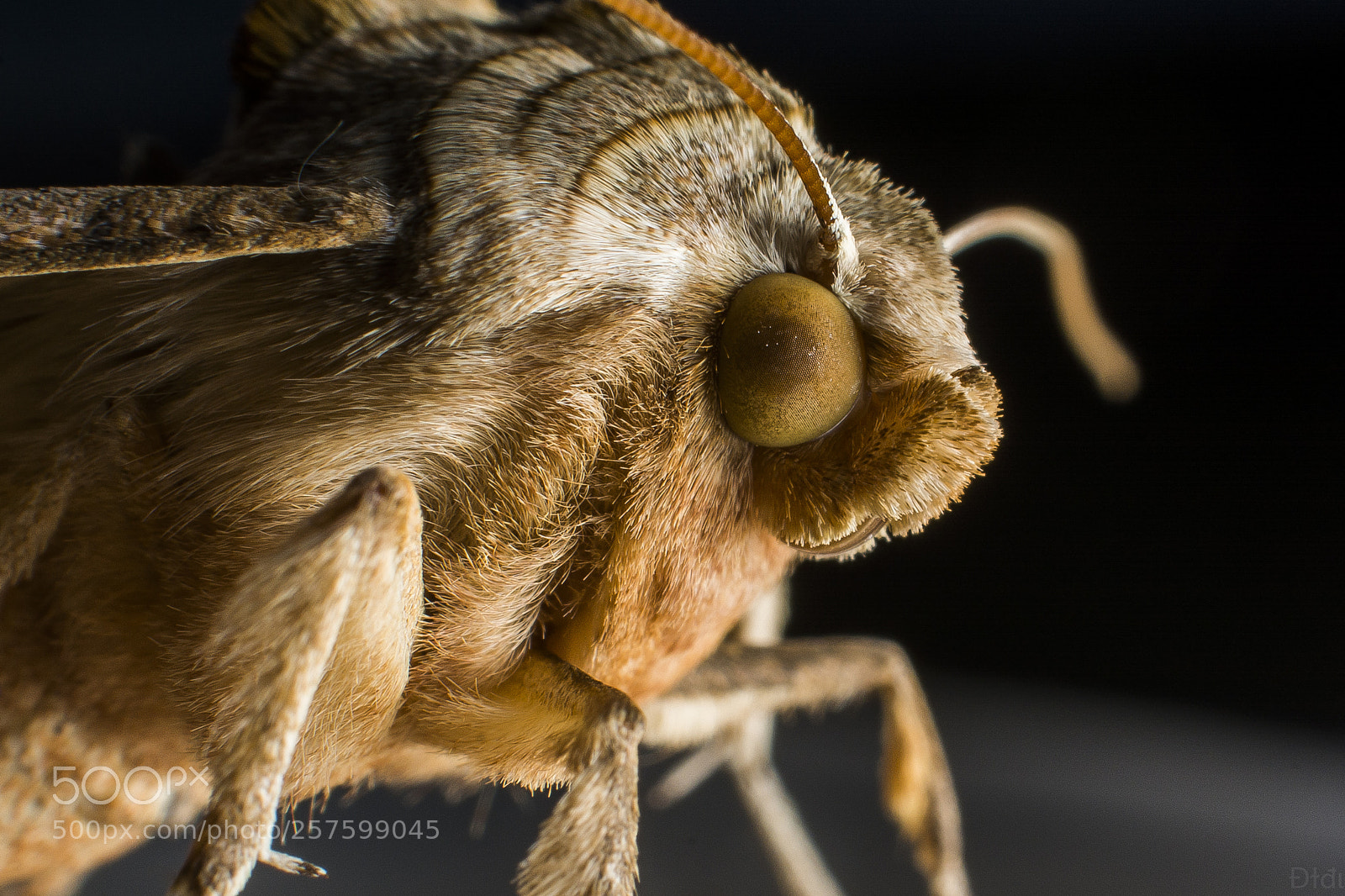 Nikon D7100 sample photo. The mothman photography
