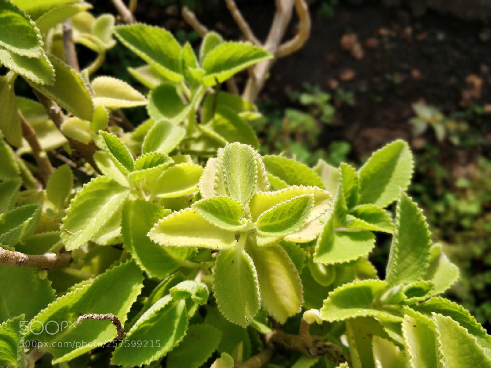 OnePlus 5T sample photo. Bokeh photography