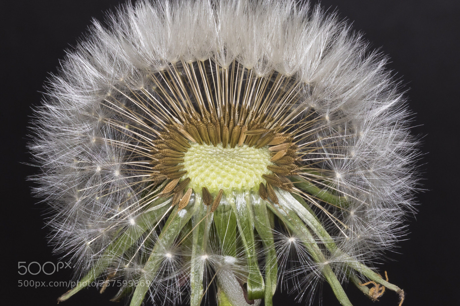 Canon EOS 7D Mark II sample photo. Dandelion  photography