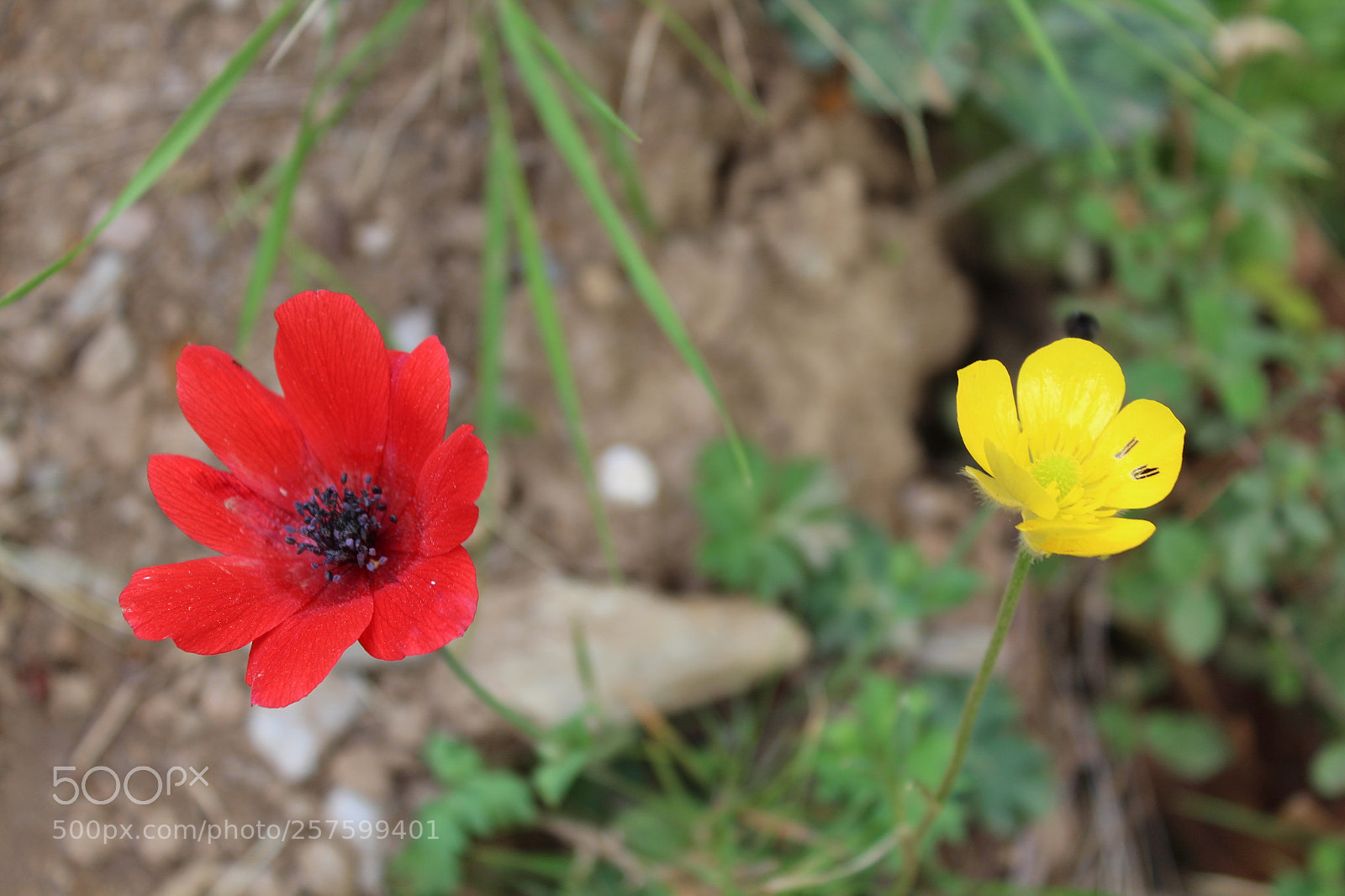 Canon EOS 1300D (EOS Rebel T6 / EOS Kiss X80) sample photo. Karystos photography