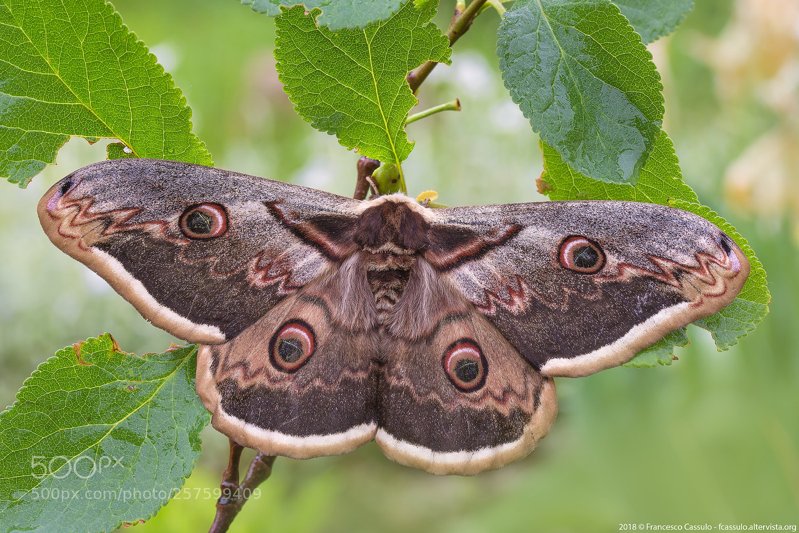 Nikon D7200 sample photo. Saturnia pyri photography