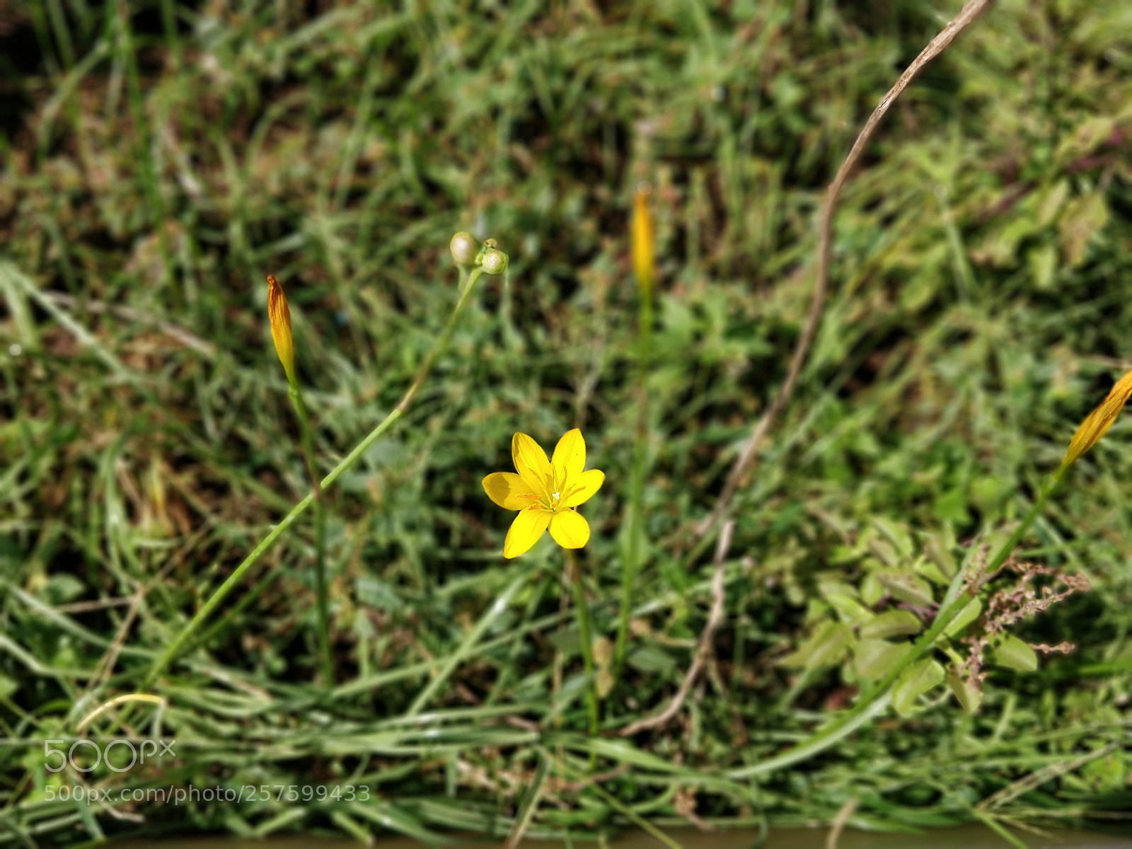 OnePlus 5T sample photo. Bokeh photography