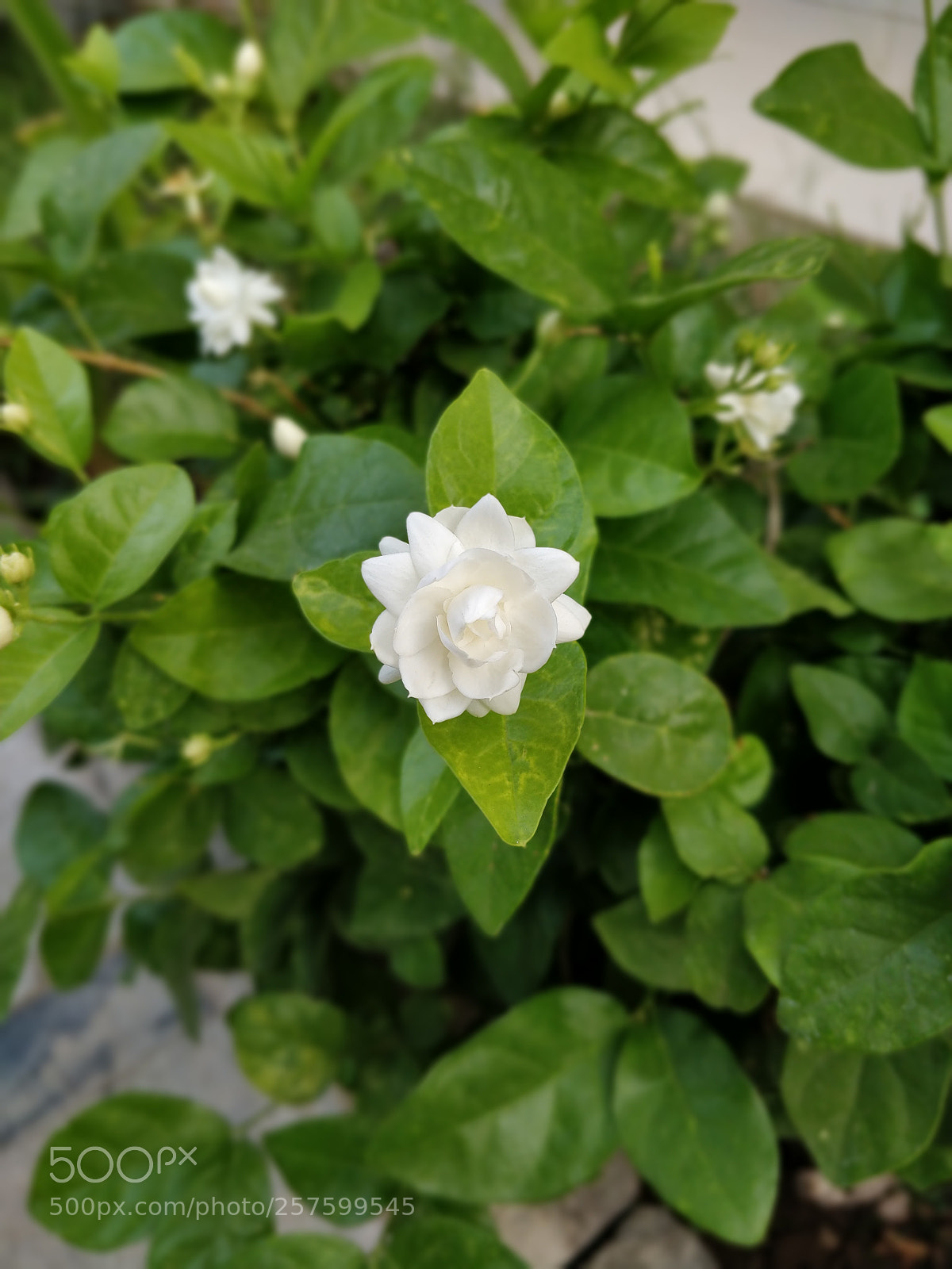 OnePlus 5T sample photo. Bokeh photography
