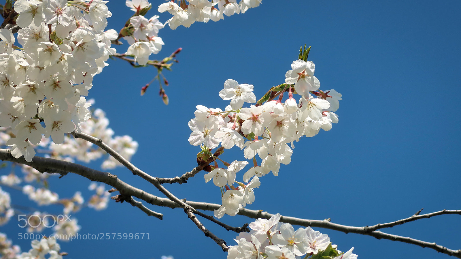 Canon PowerShot G7 X Mark II sample photo. Blooming photography