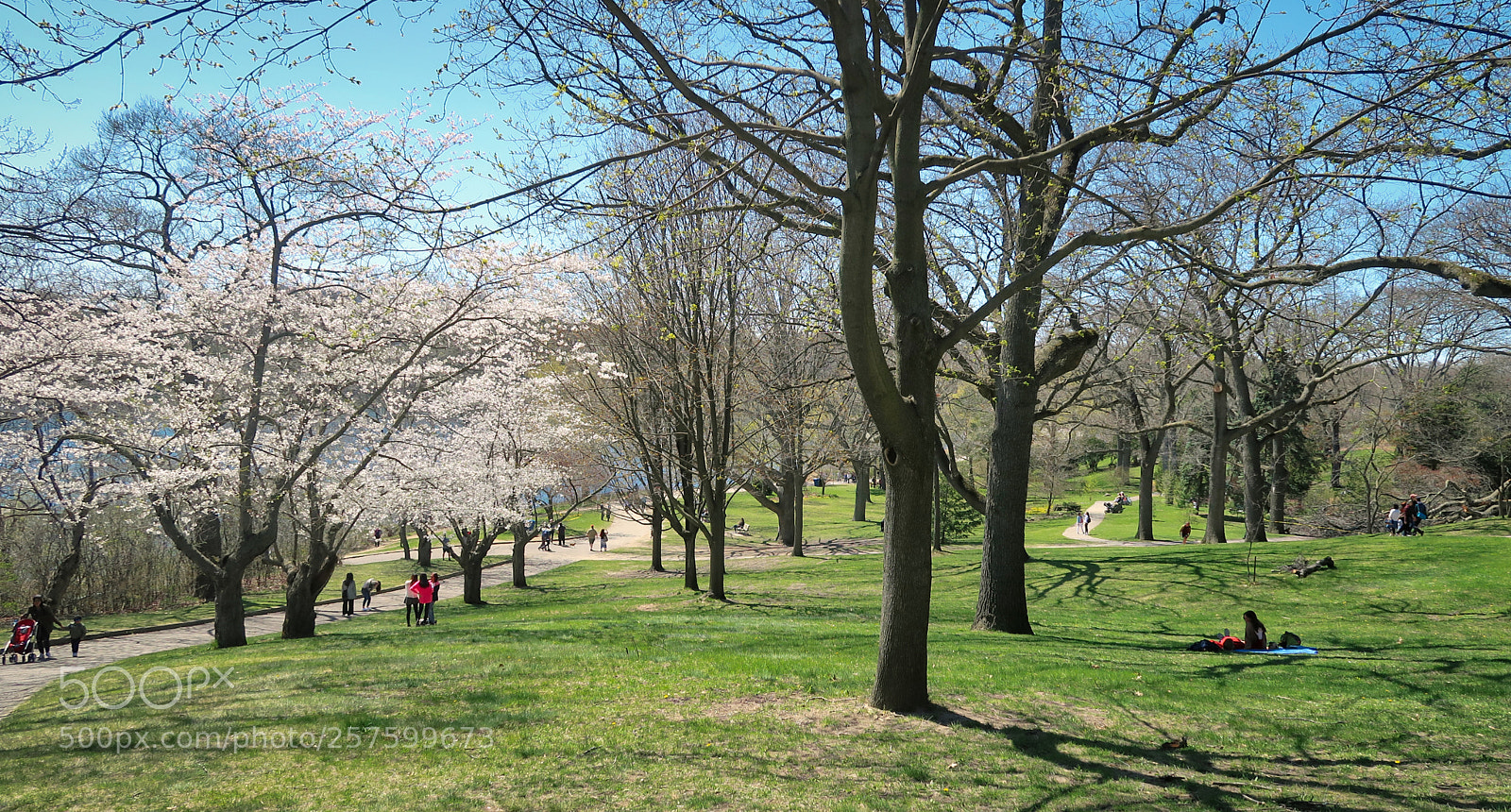 Canon PowerShot G7 X Mark II sample photo. Spring in high park photography