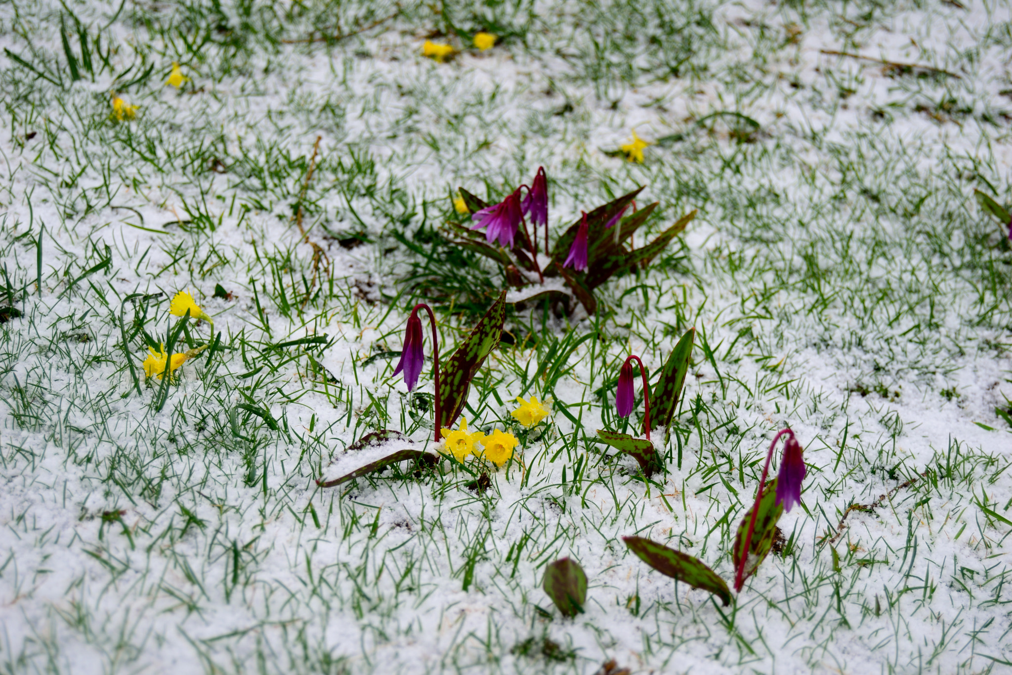Nikon D3300 sample photo. Primavera tarda..... photography