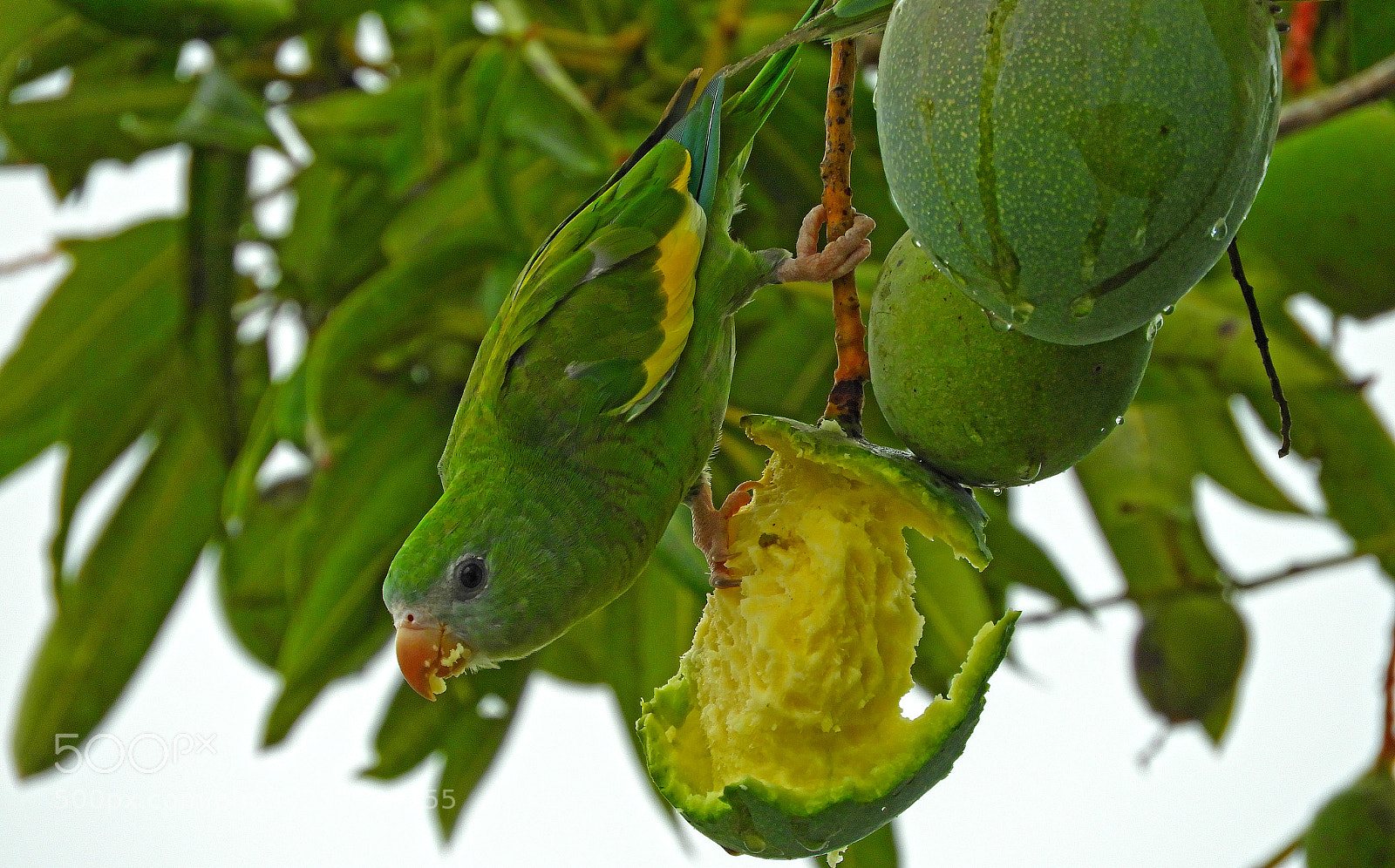 Nikon Coolpix B700 sample photo. Happy parrot photography