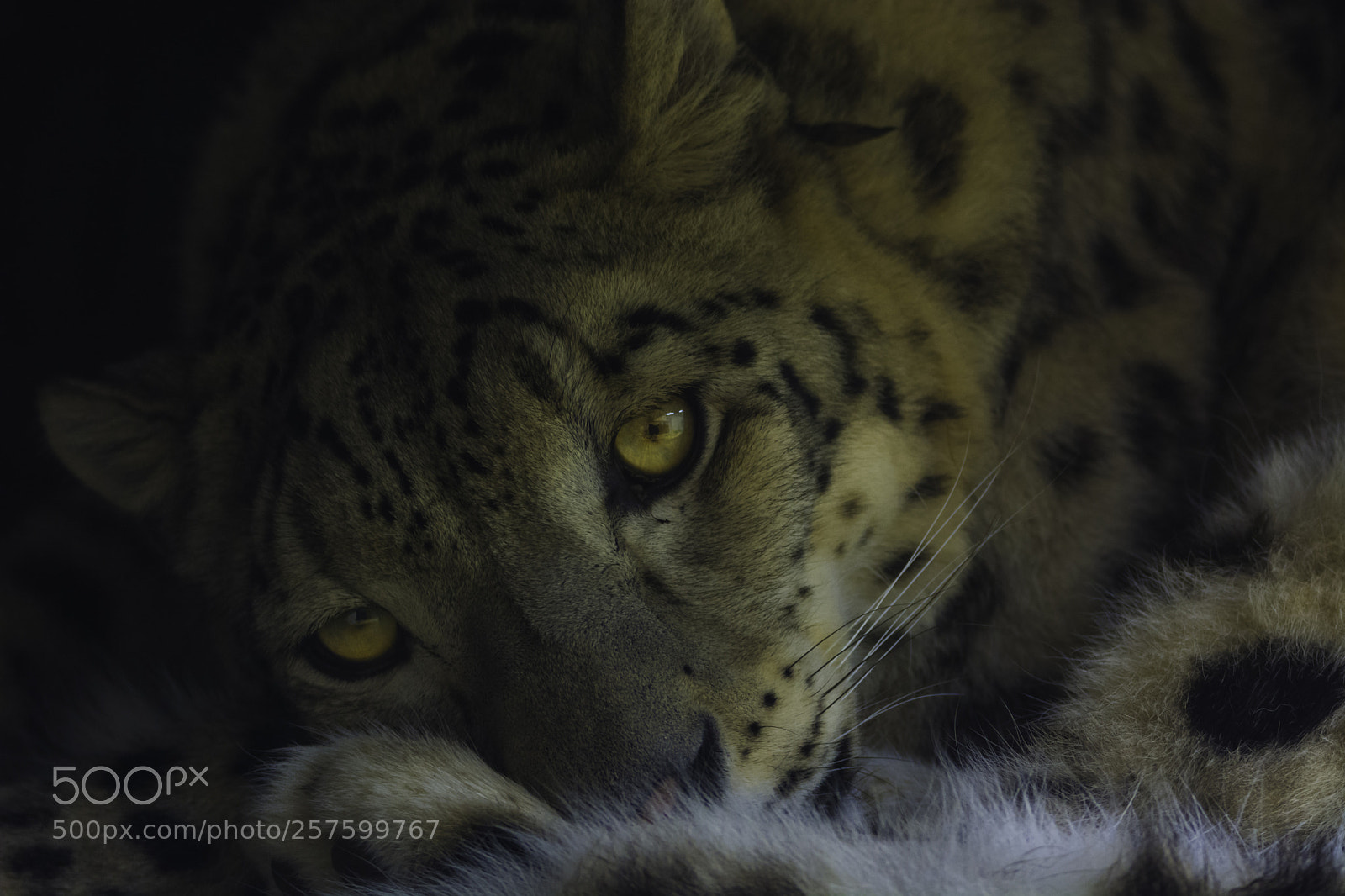 Nikon D7100 sample photo. Leopardo photography