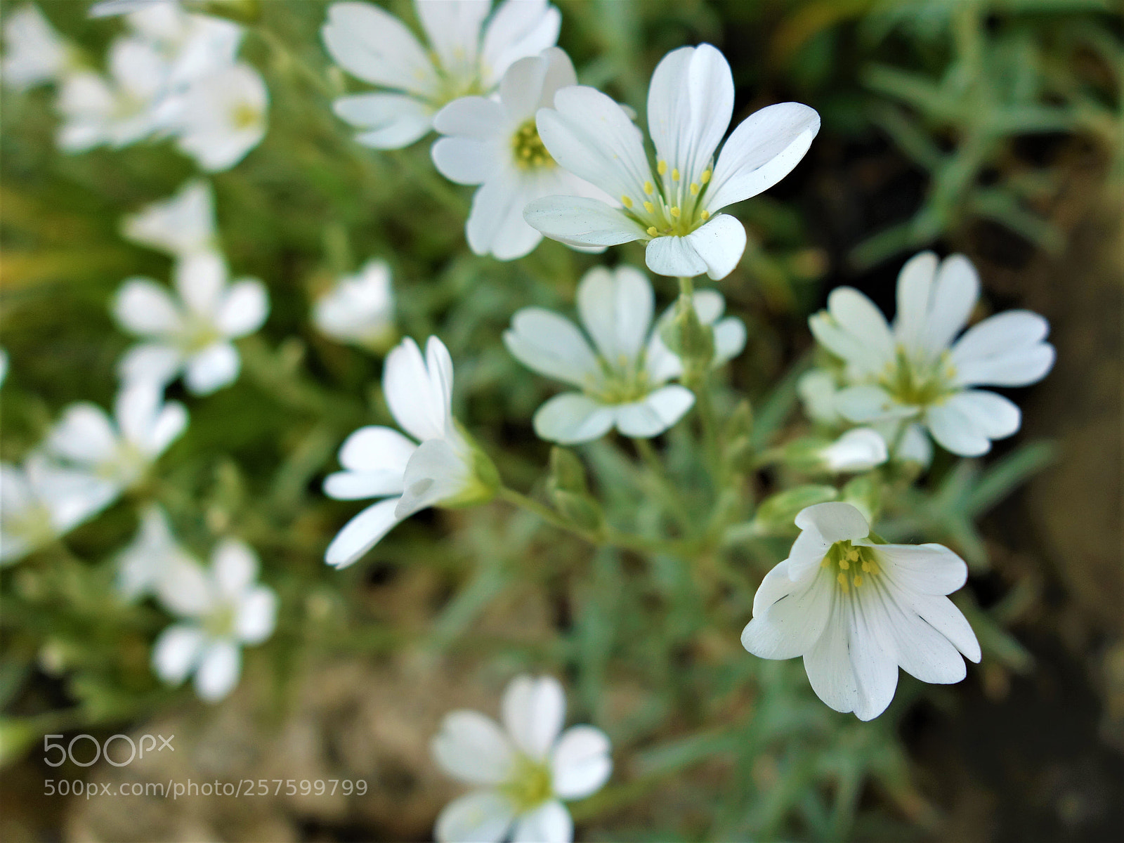Sony Cyber-shot DSC-RX100 sample photo. Spring blooms photography