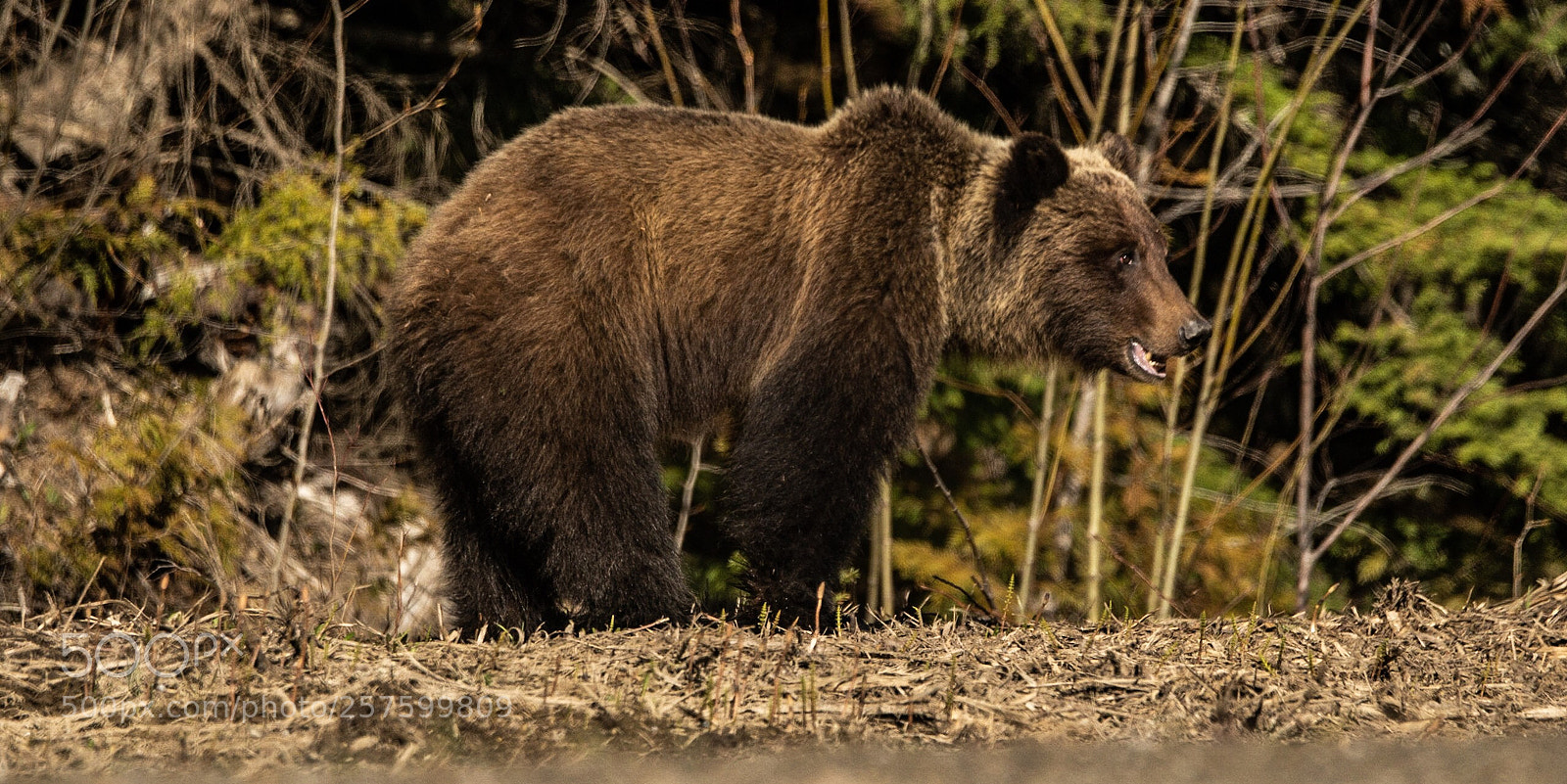 Sony SLT-A99V sample photo. Bear profile photography