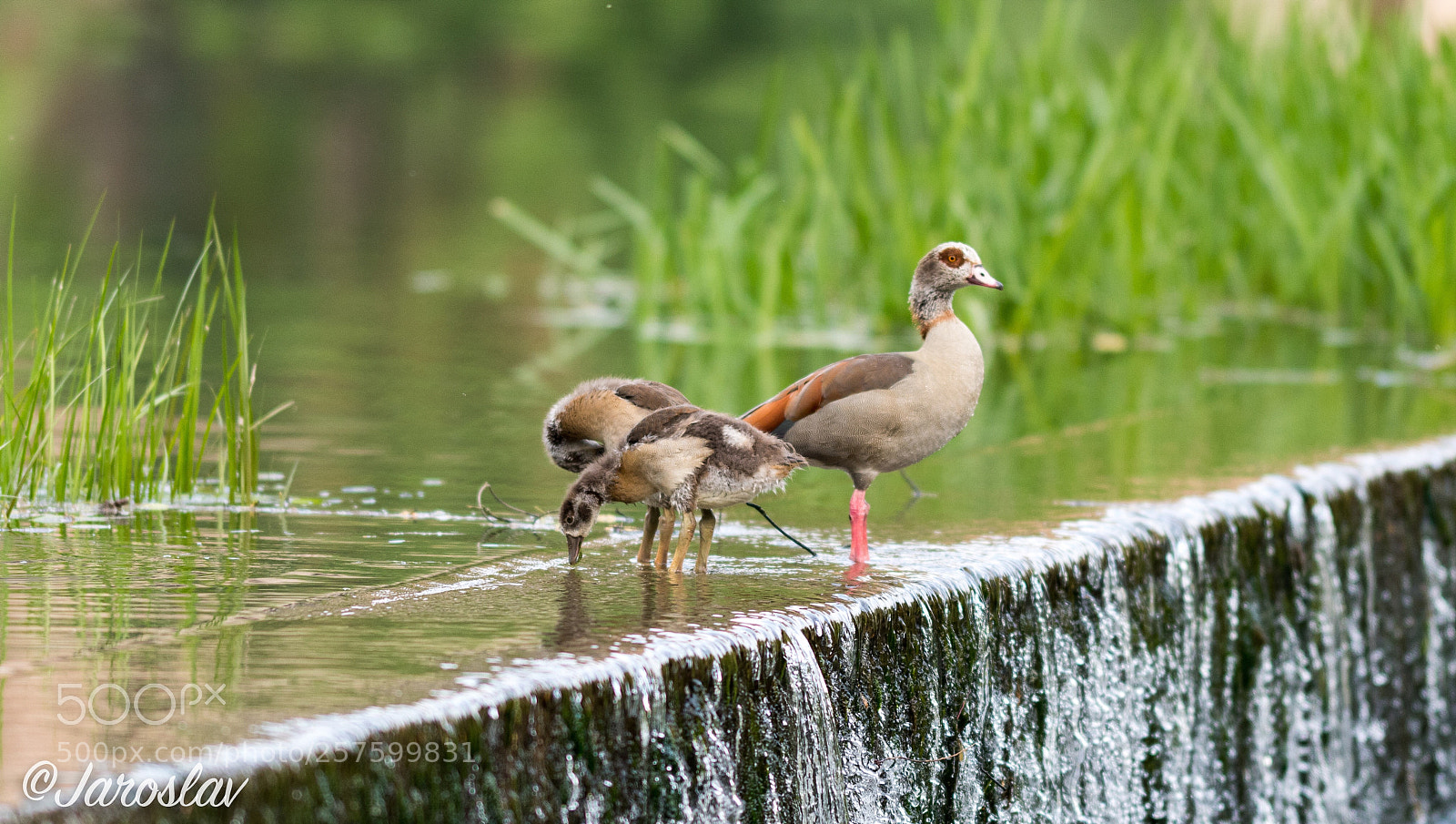 Nikon D500 sample photo. Family picture photography
